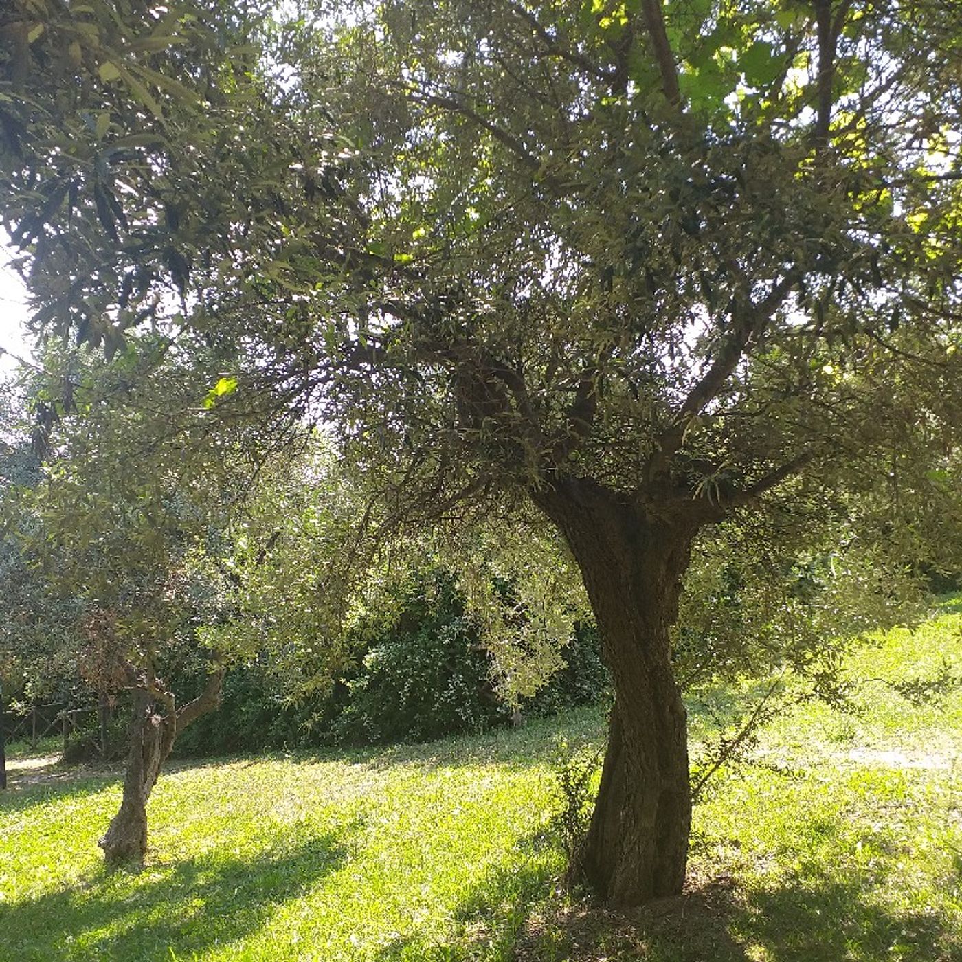 Il podcast di SummAnMa