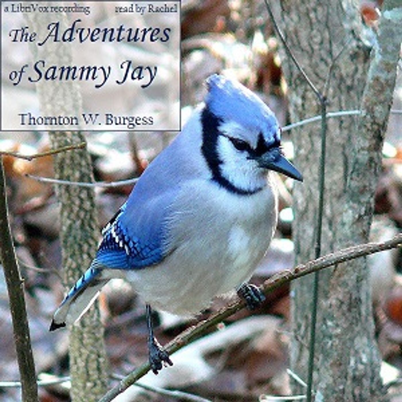 The Adventures of Sammy Jay by Thornton W. Burgess