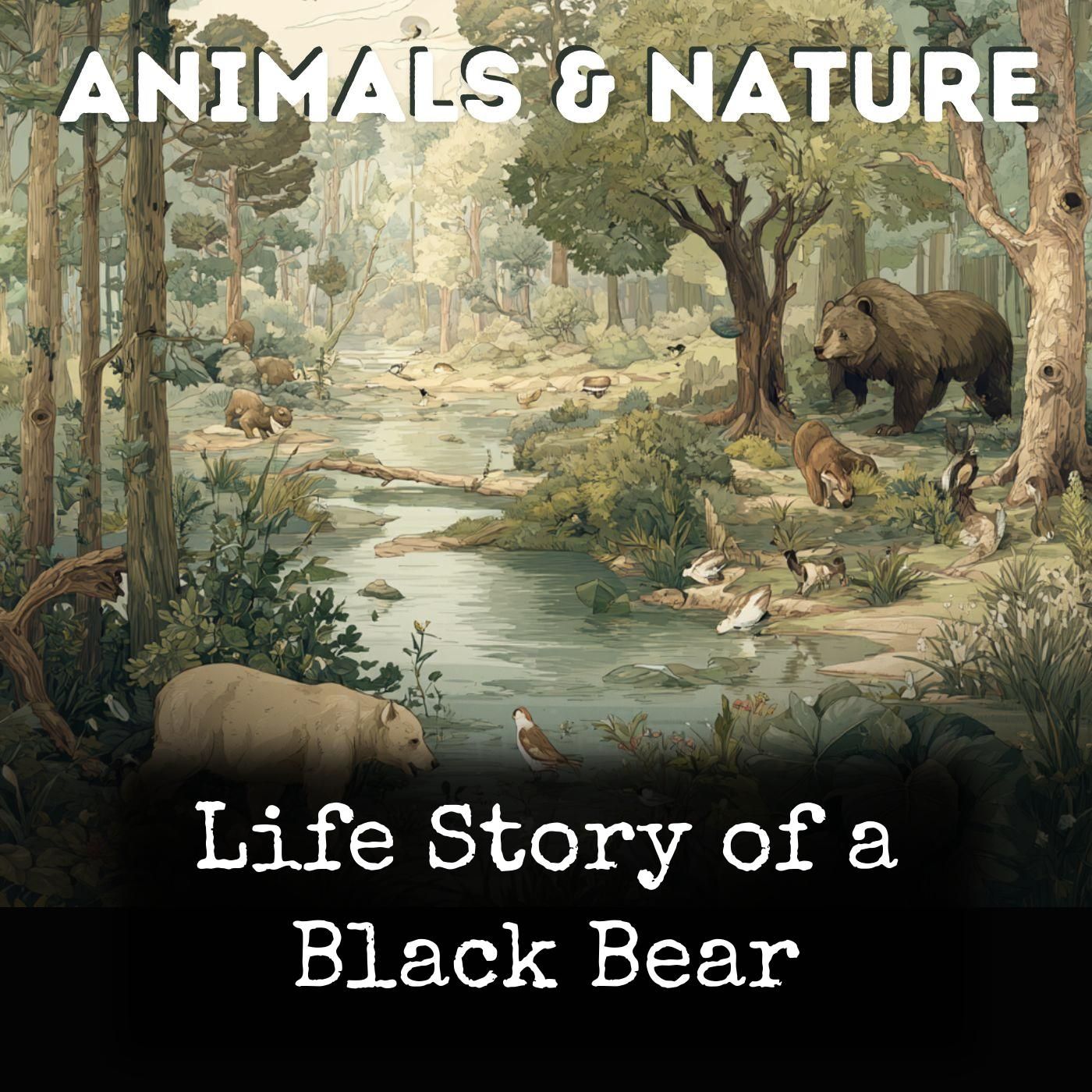 Life Story of a Black Bear cover art