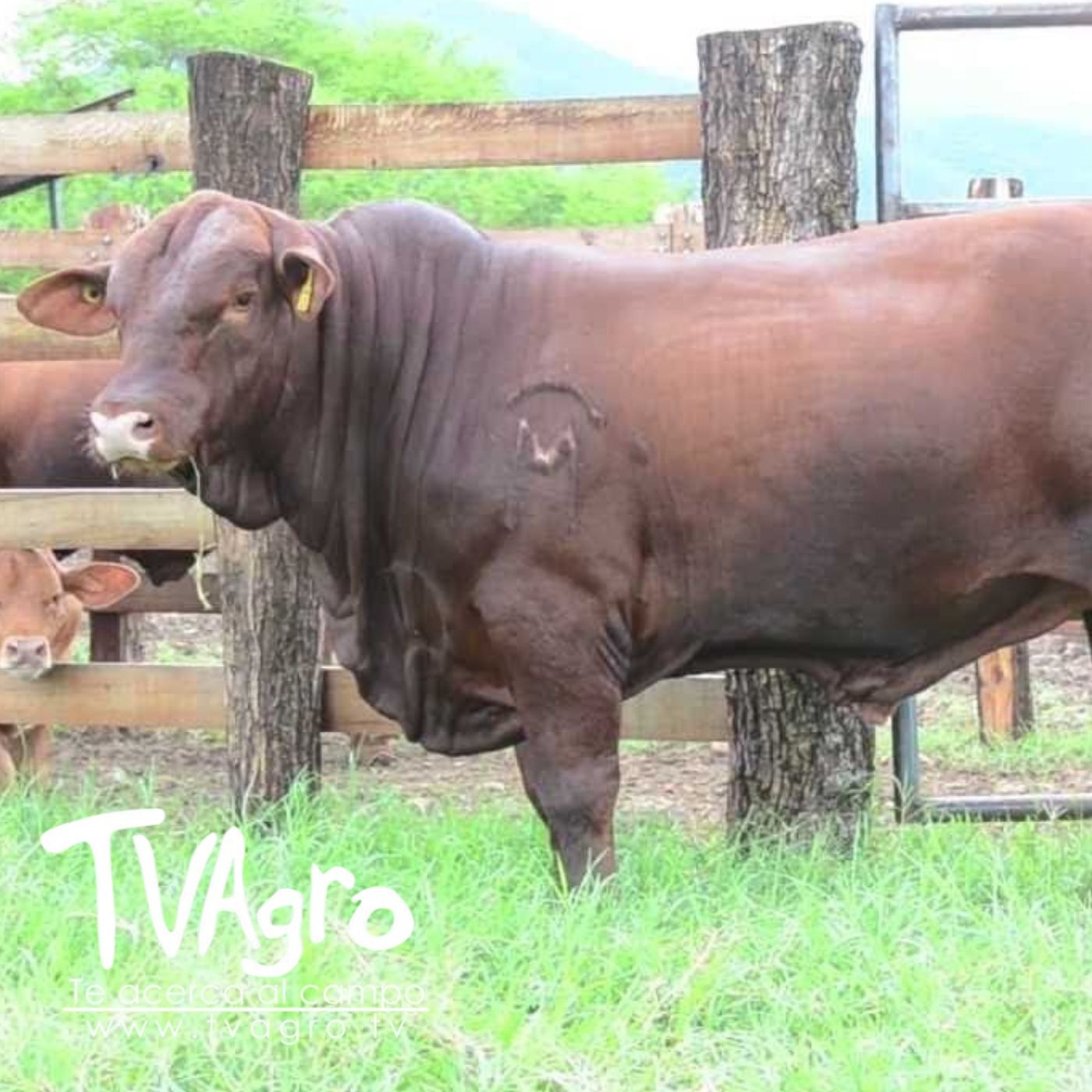 TV AGRO