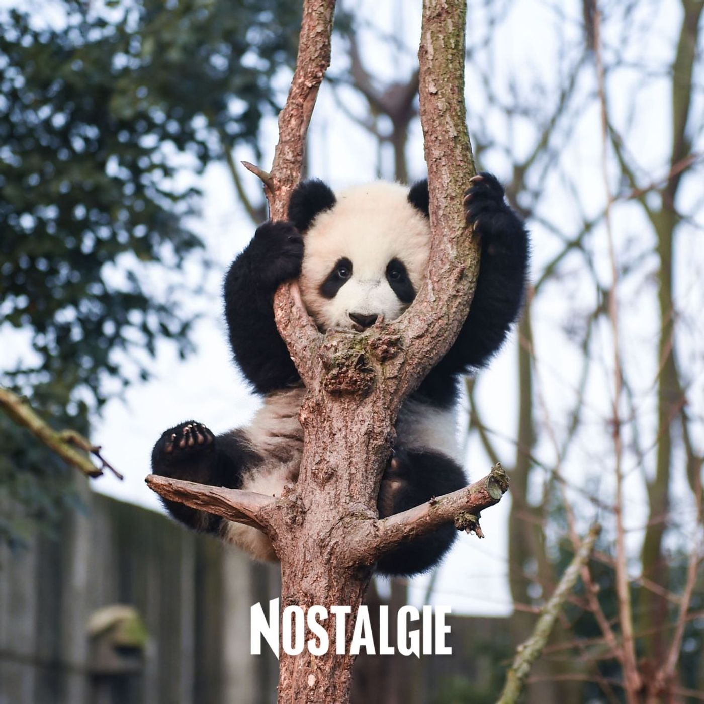 Un zoo chinois fait scandale en trompant ses visiteurs episode artwork