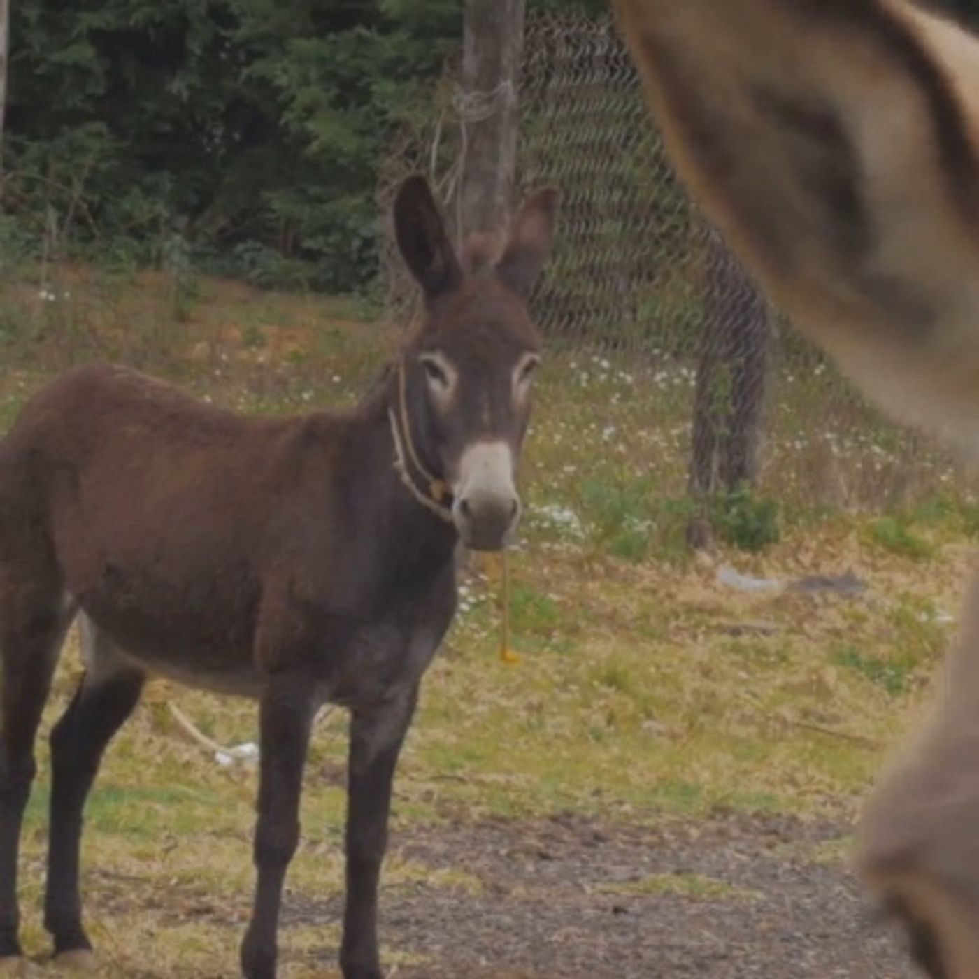 El Rey más humilde de la historia