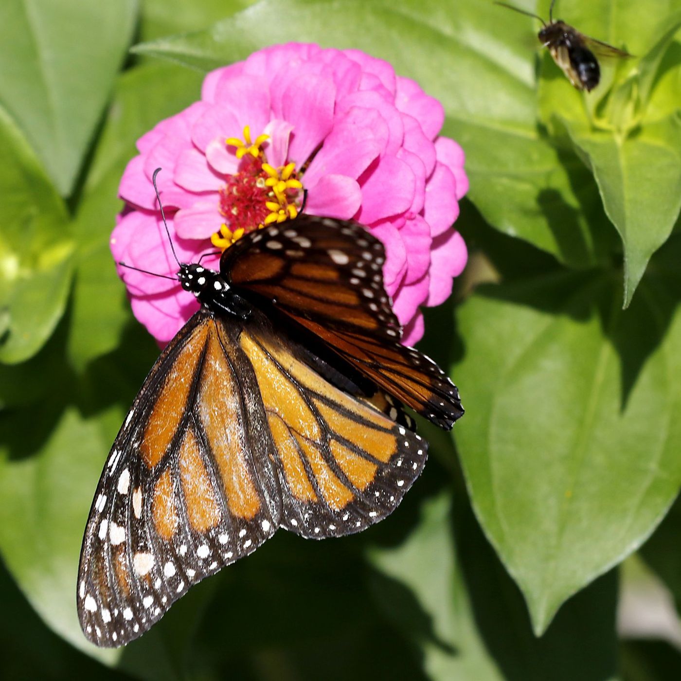 Ways to grow healthier ecosystems at home for pollinators episode artwork