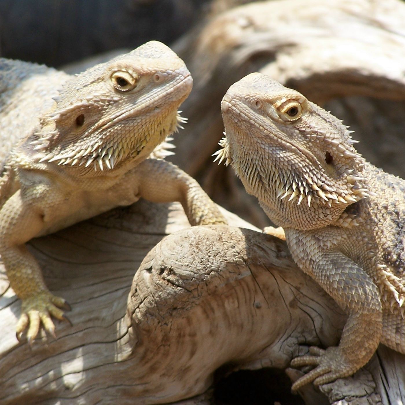 reptiles with edison