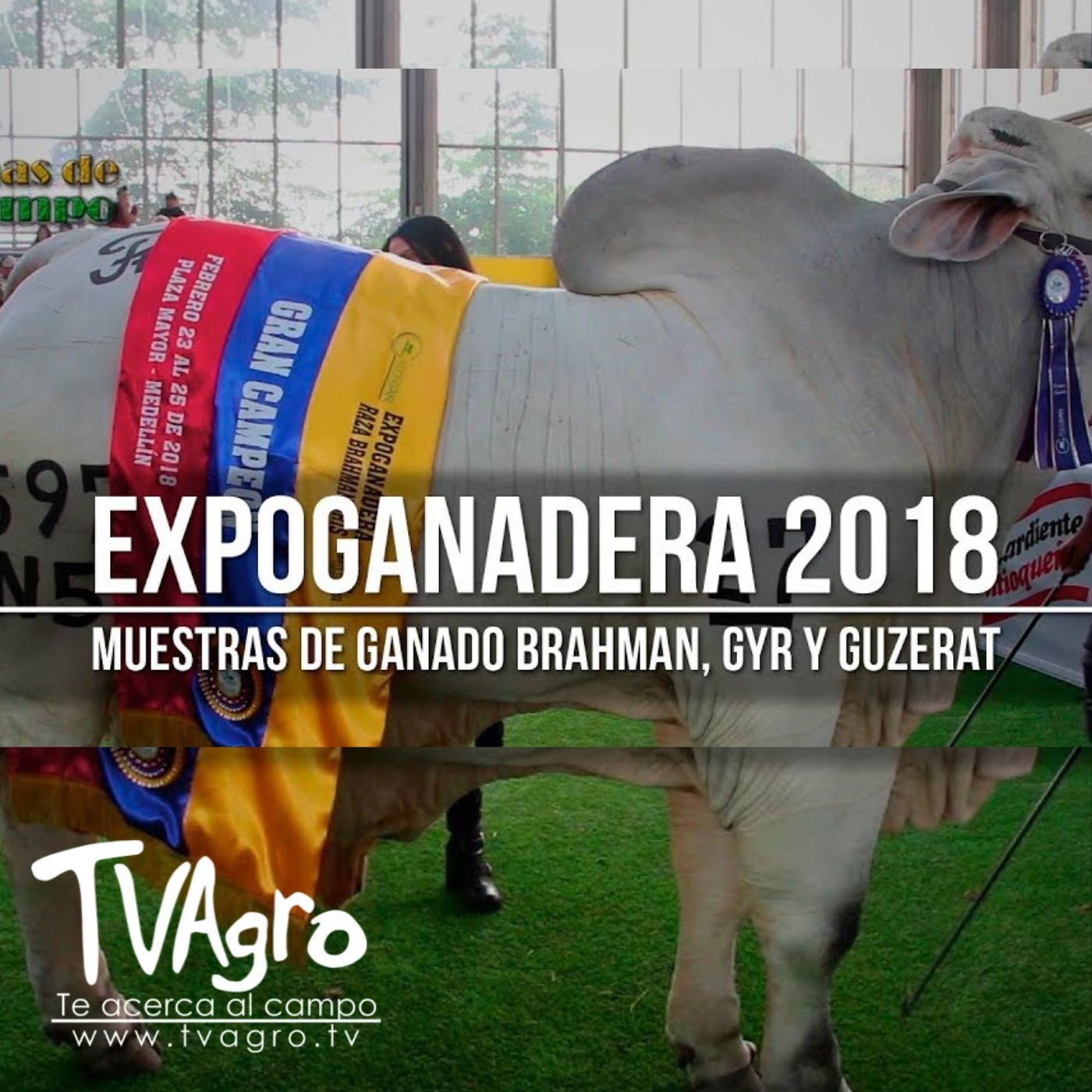 TV AGRO