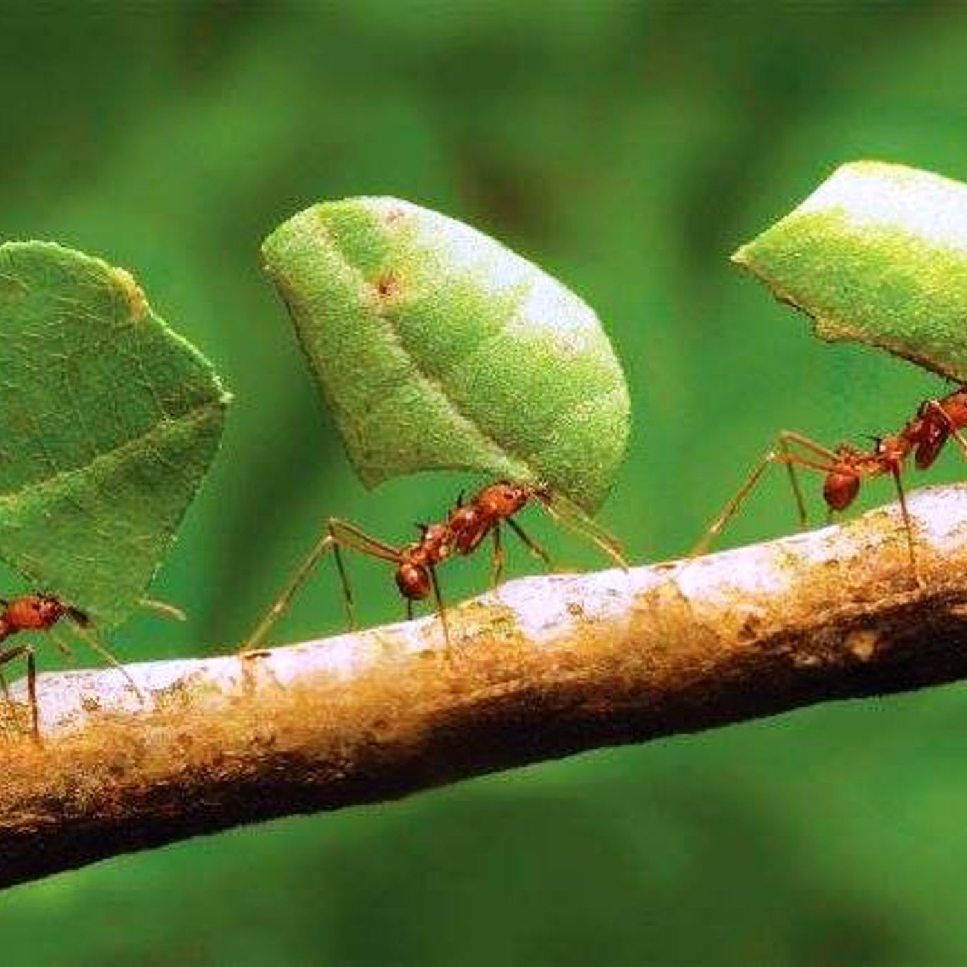 NUESTRO OXÍGENO Hormigas e insectos - Inge Armbrecht