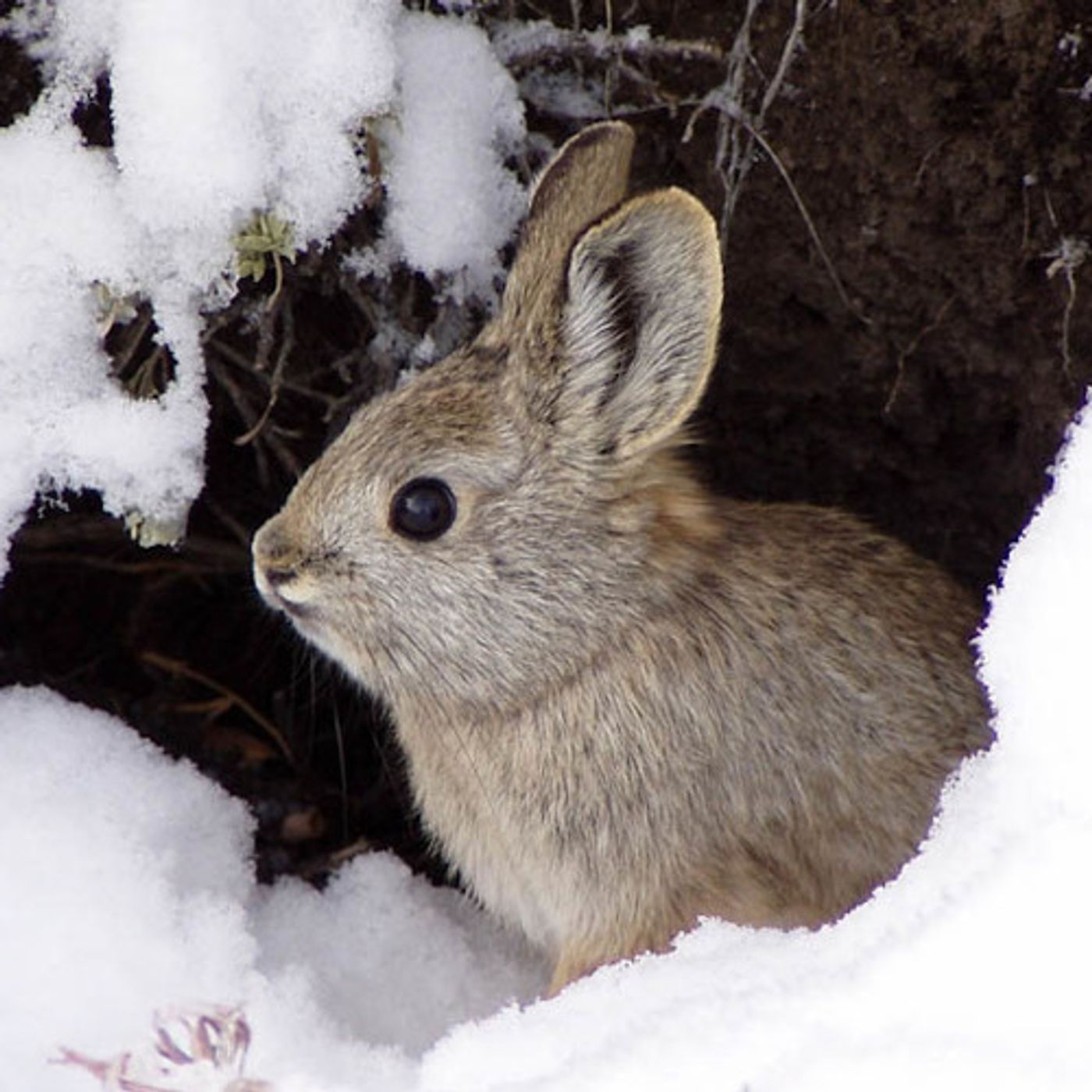 Pygmy Rabbits Recovering In The Wild episode artwork