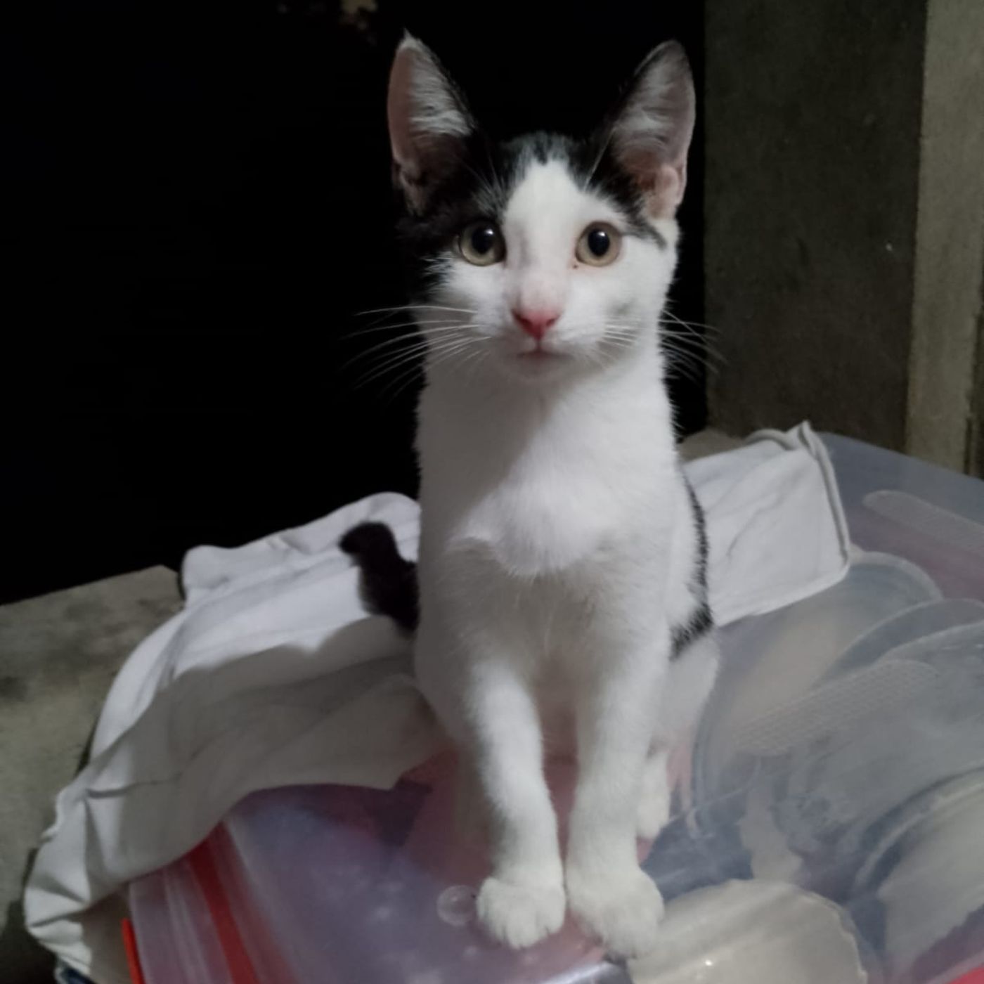 AUDIO INGLES CONTEXTOS cover art