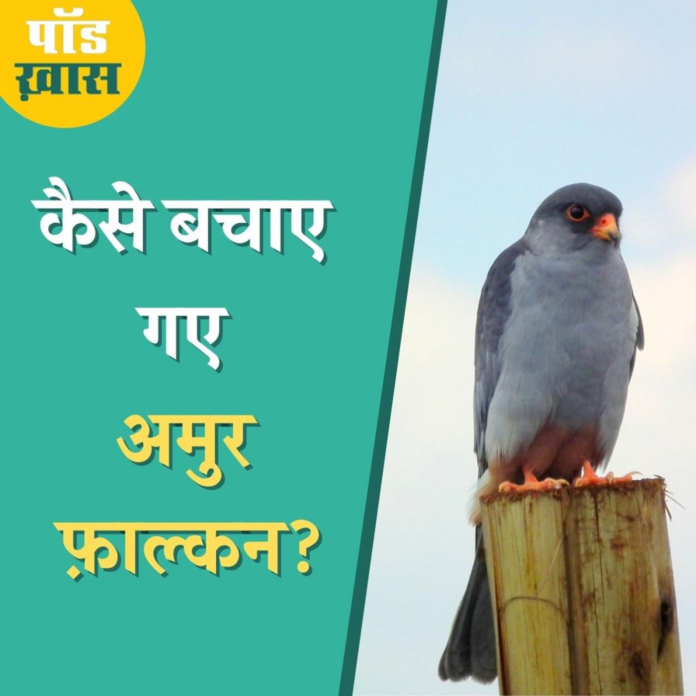 अमुर फ़ाल्कन: एक प्रवासी पक्षी जिसके संरक्षण के लिए दुनिया भर में हो रही भारत की तारीफ़ episode artwork
