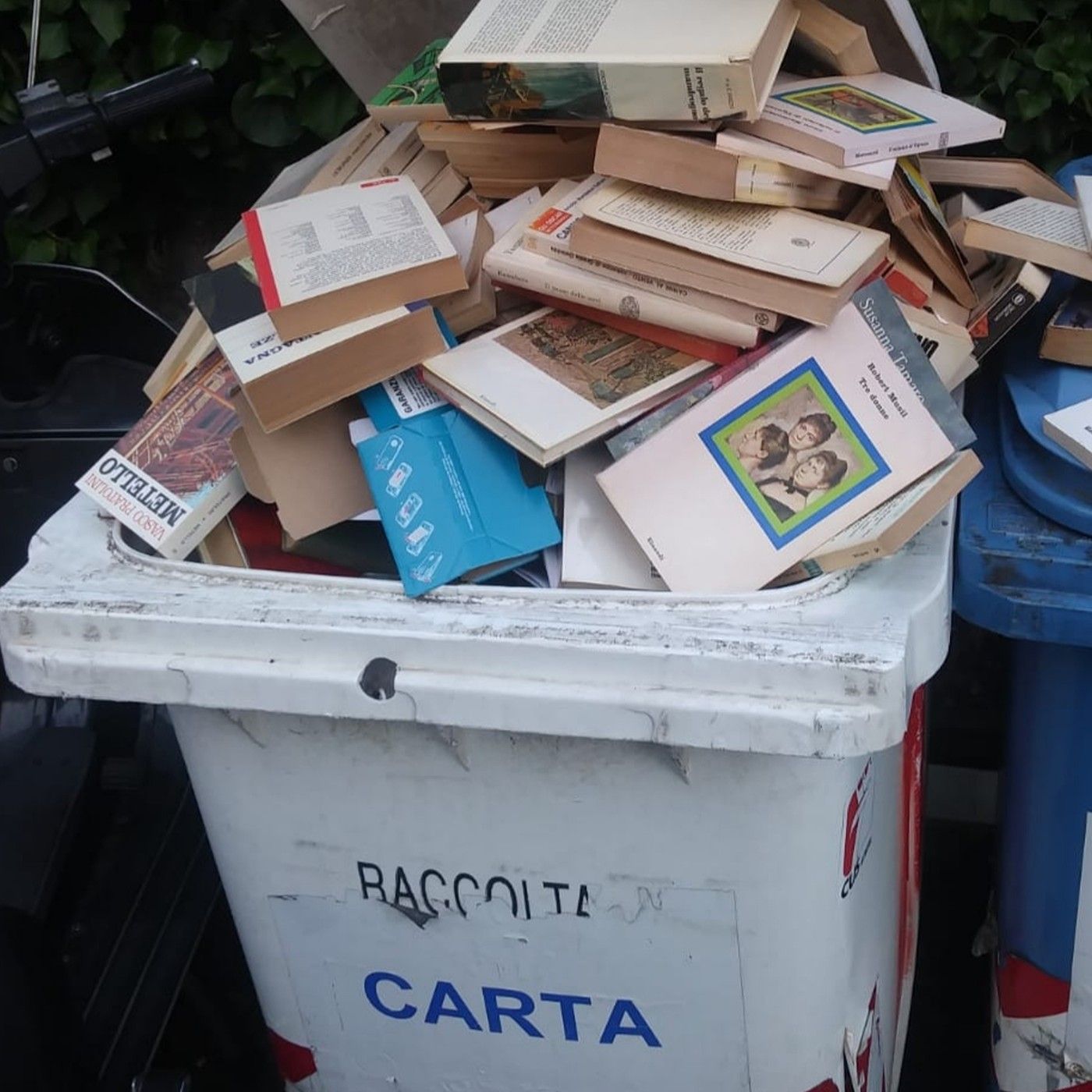 La biblioteca del gatto rosso
