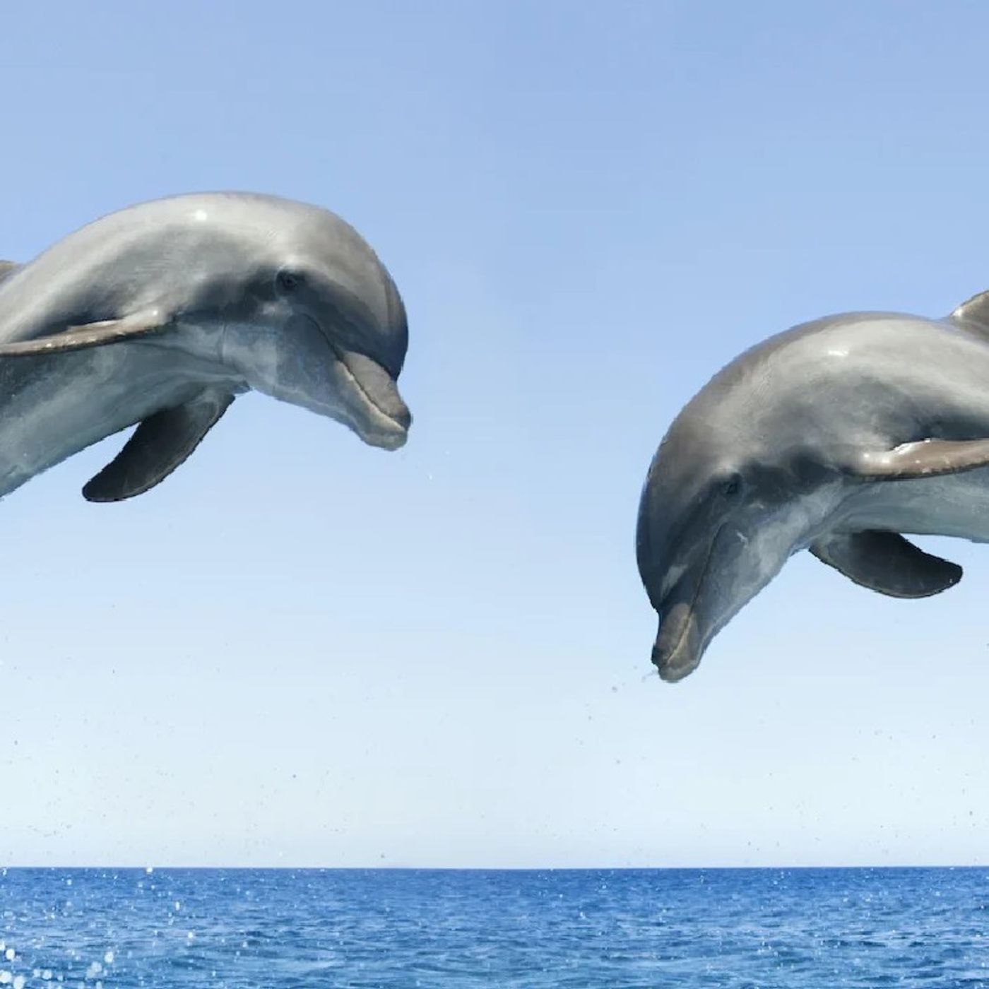 Episode 2 - Dolphins episode artwork