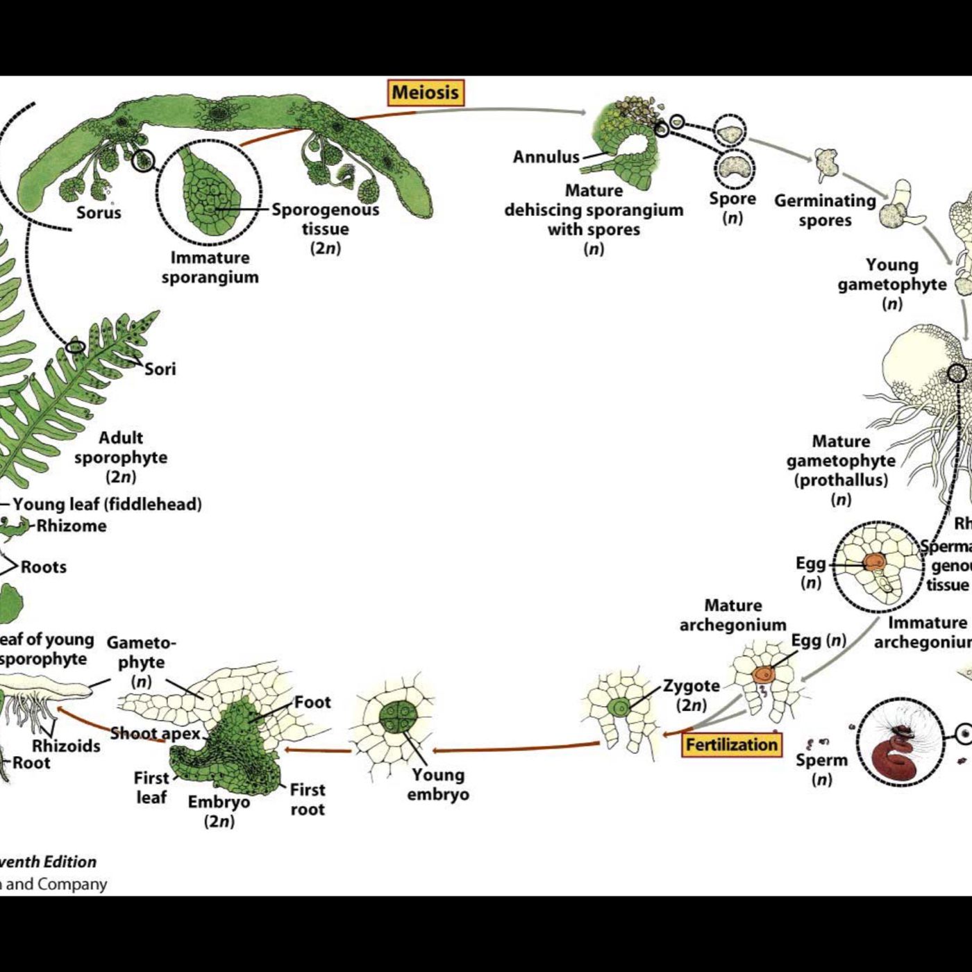 La Historia Evolutiva De Las Plantas