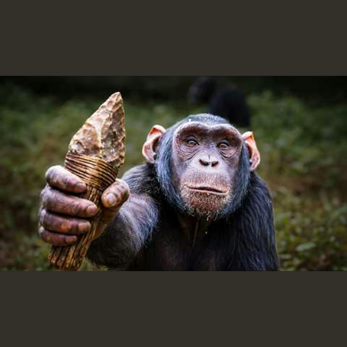 Chimpanzees Have Entered The Stone Age episode artwork