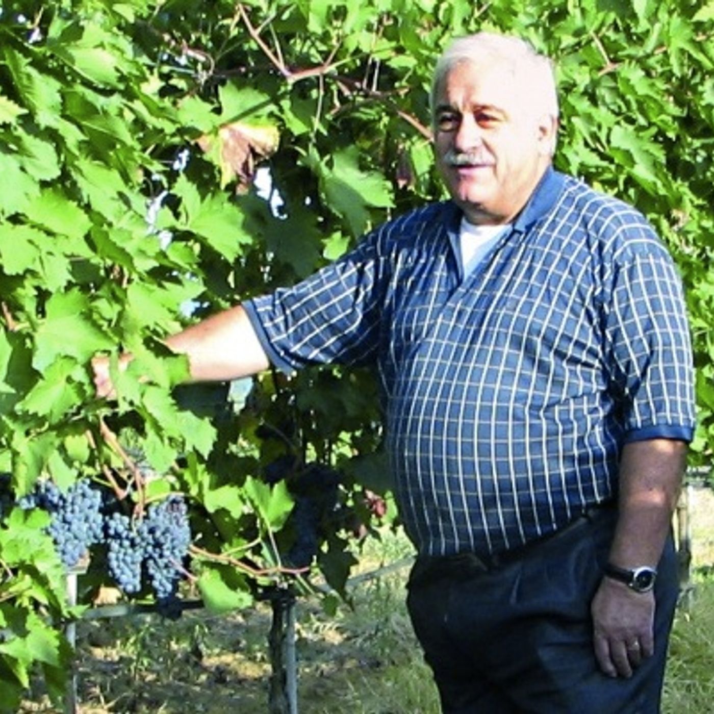 Wine Soundtrack - Italia