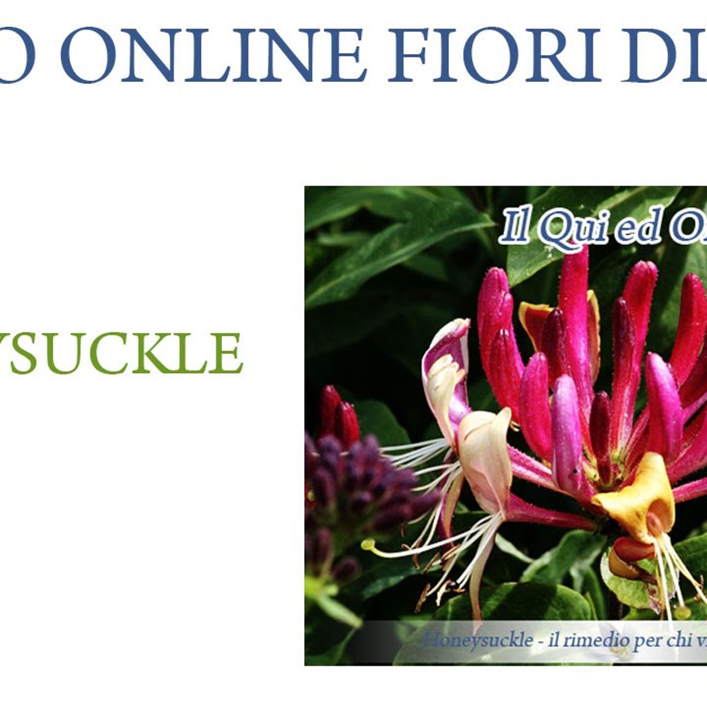Corso online fiori di Bach - Honeysuckle episode artwork