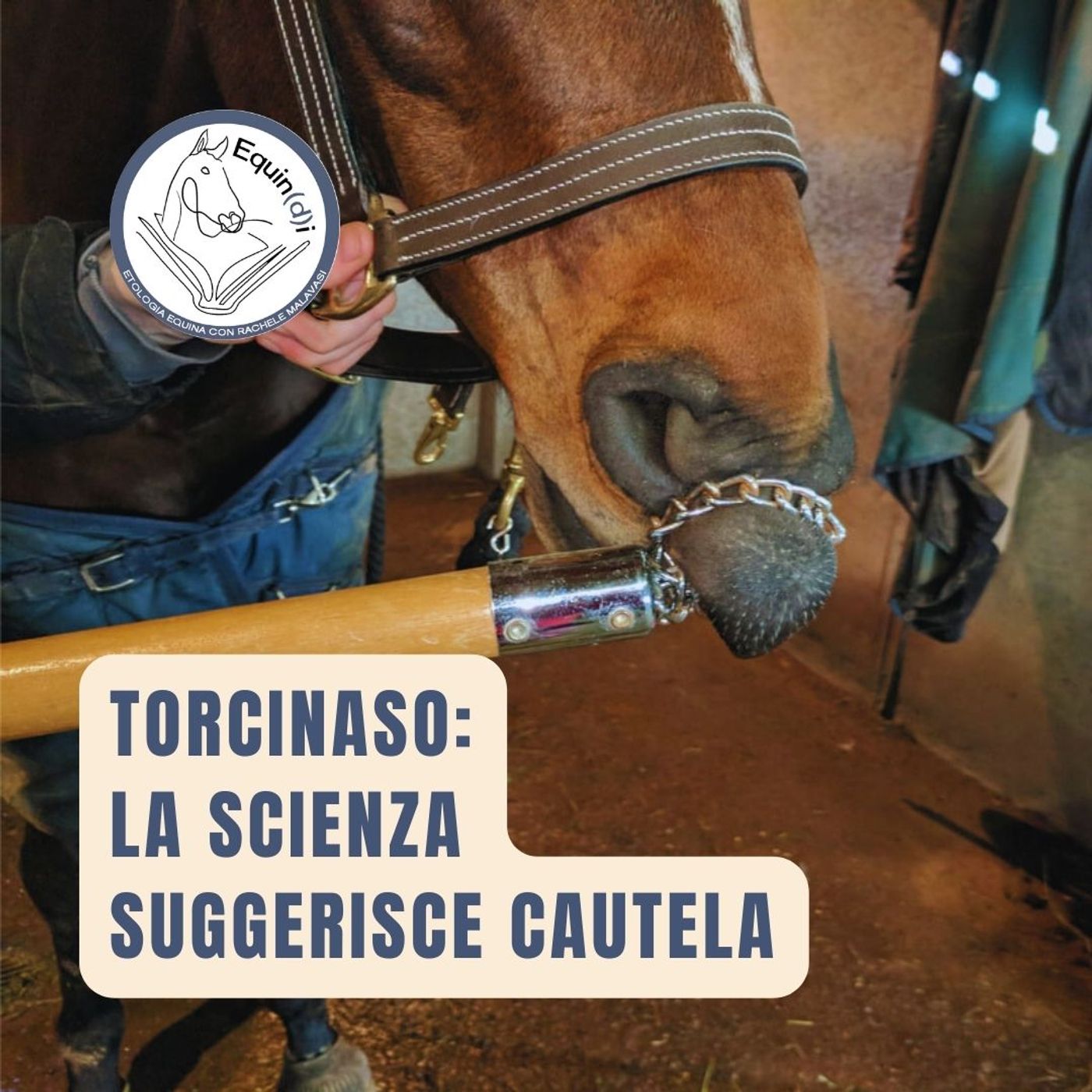 Etologia Equina, il comportamento del cavallo