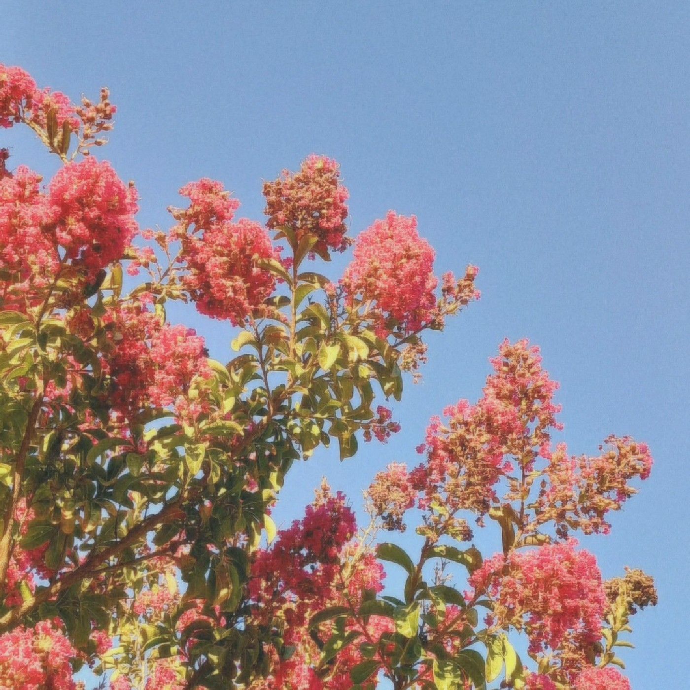 El podcast de Josefa Collao Bañados