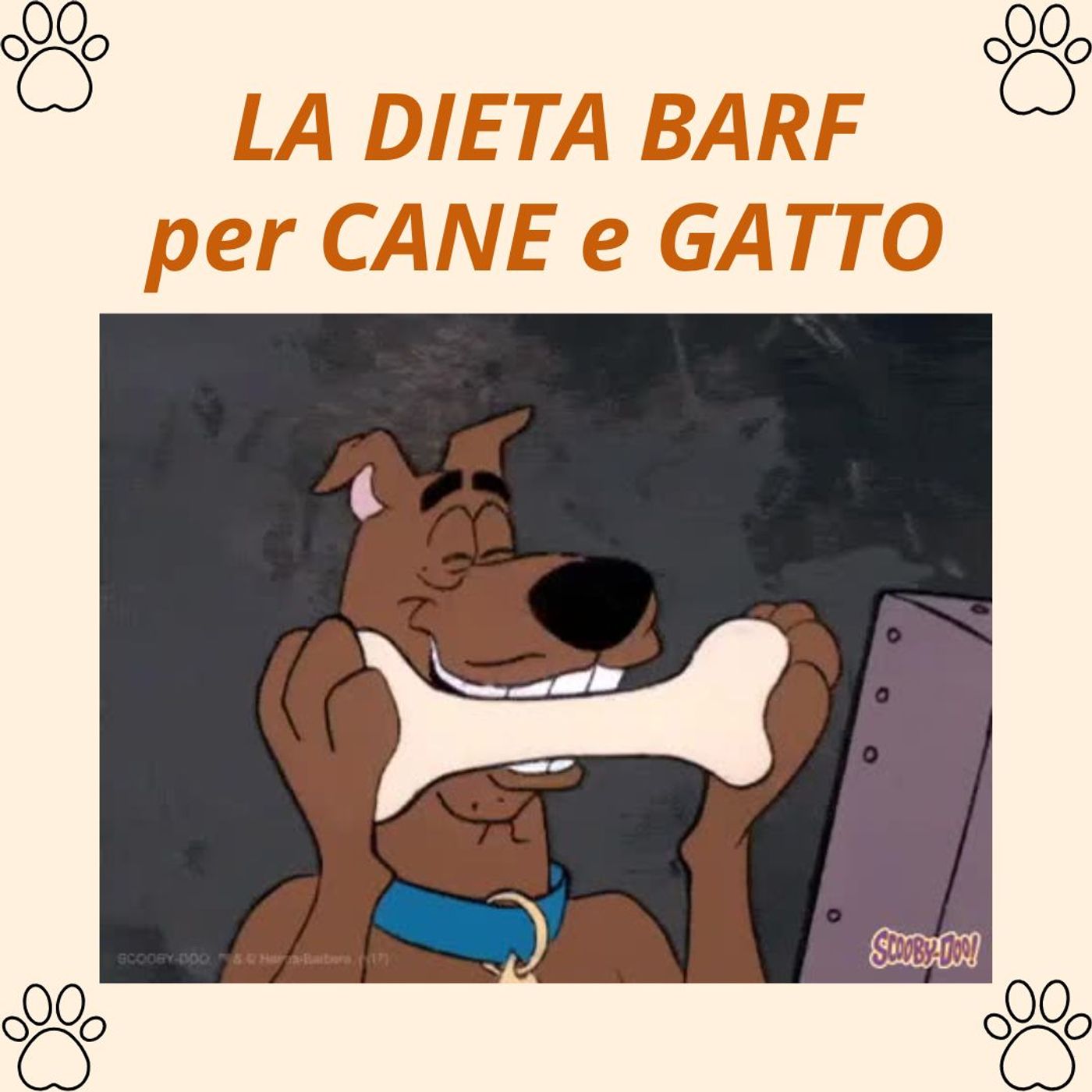 Cane&gatto: le domande più frequenti