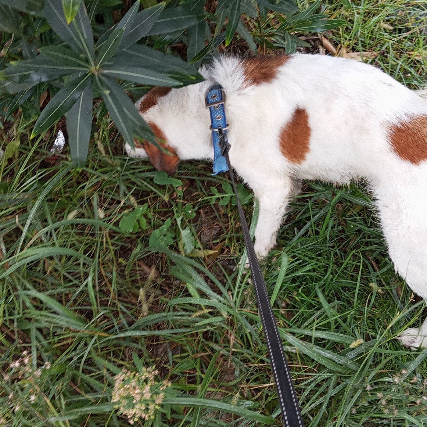 Musician coverest cover art