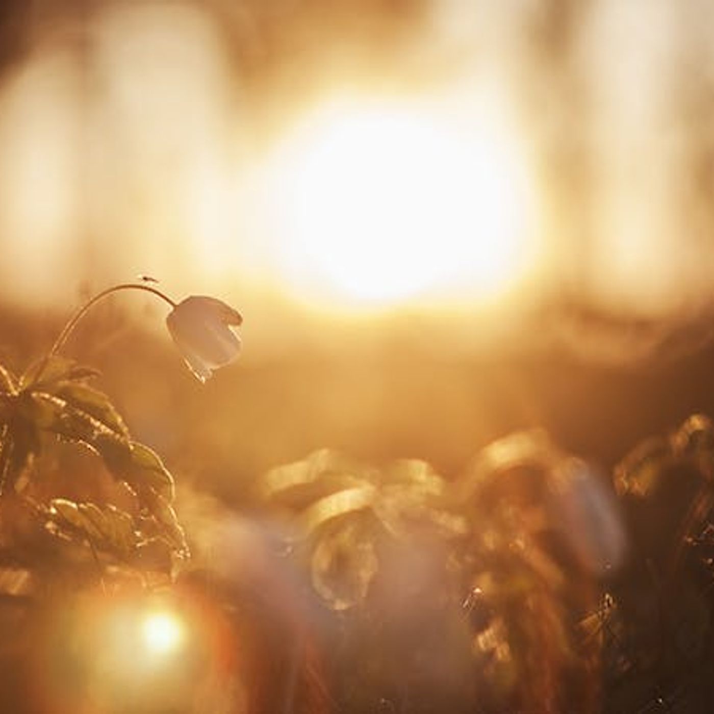 The Risen Christ — His Peace, Power, and Purpose episode artwork