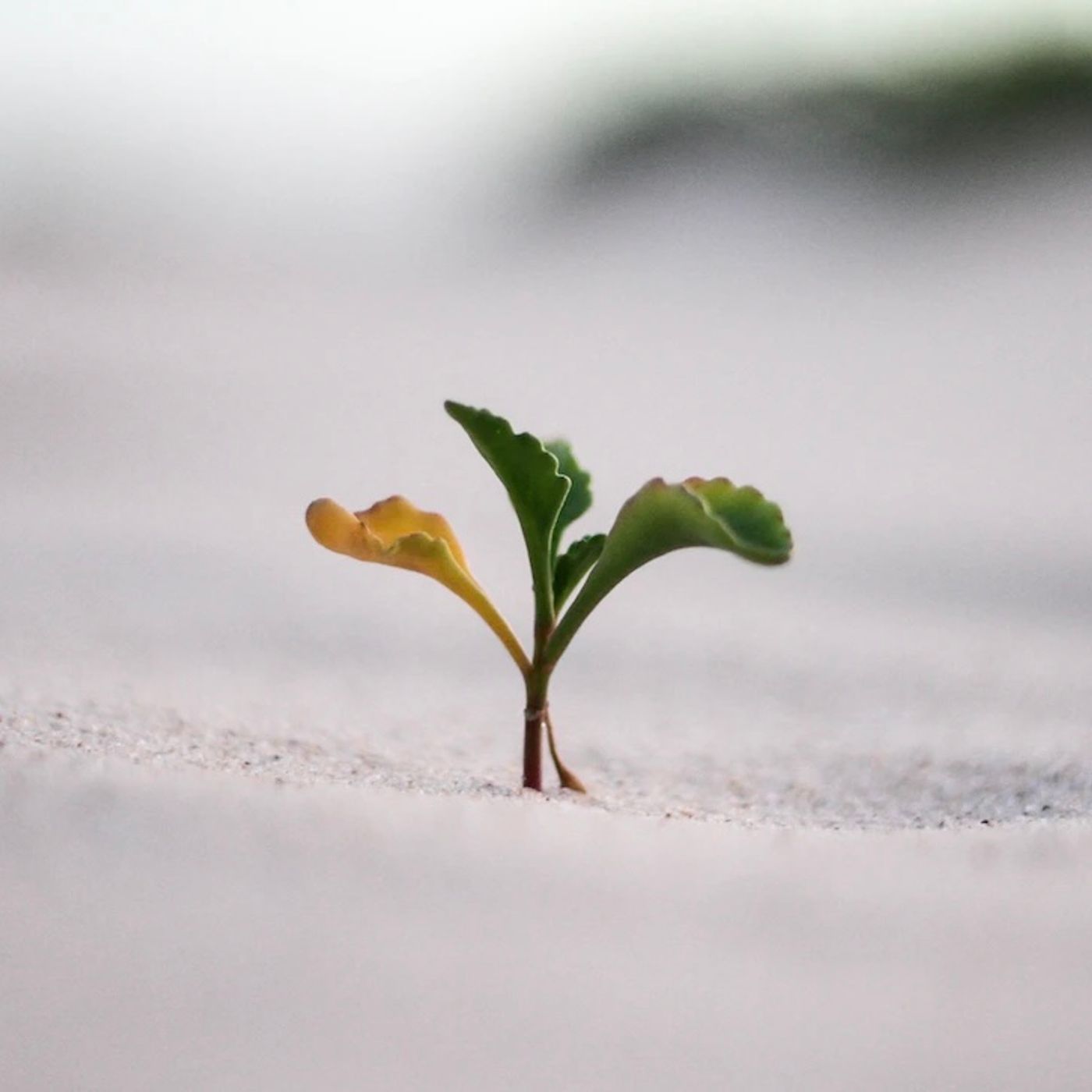 Cambia de Semilla y cambiará tu Cosecha