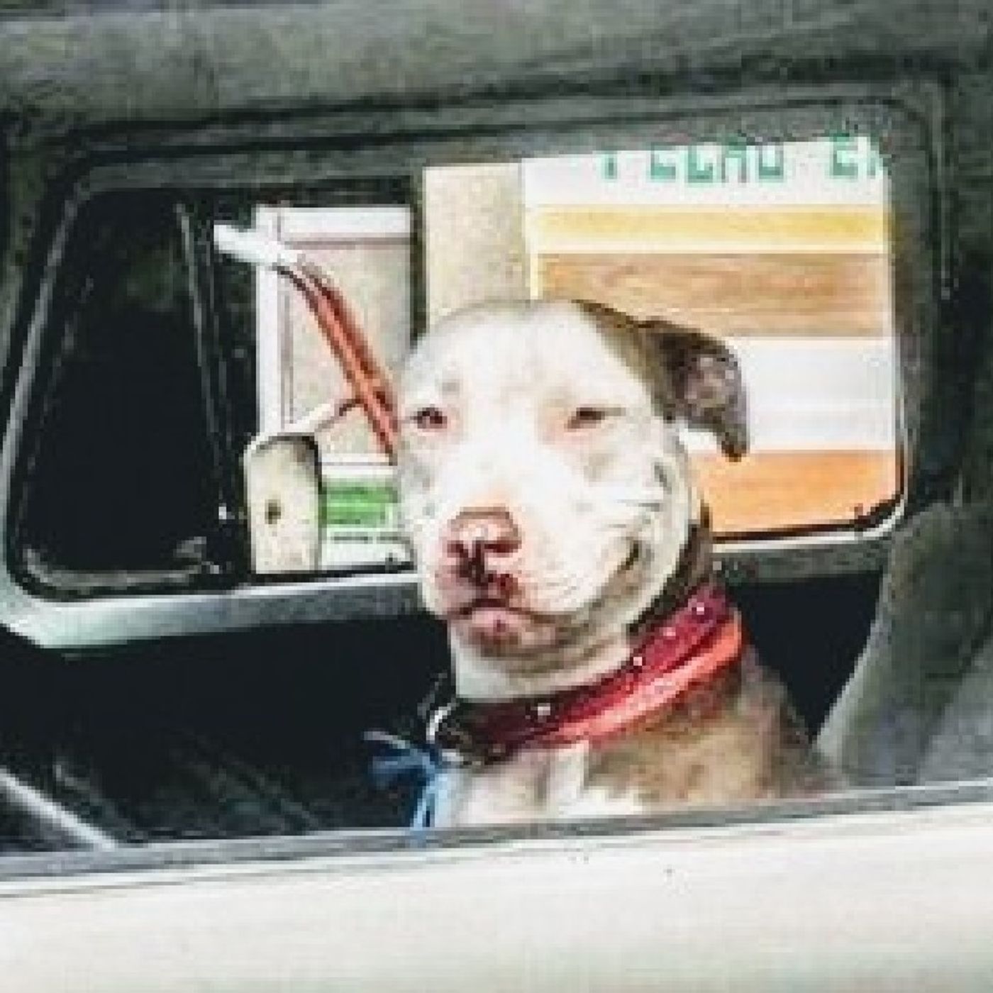 Firulais Aprende a Conducir 🐶🚐🚓 thumbnail