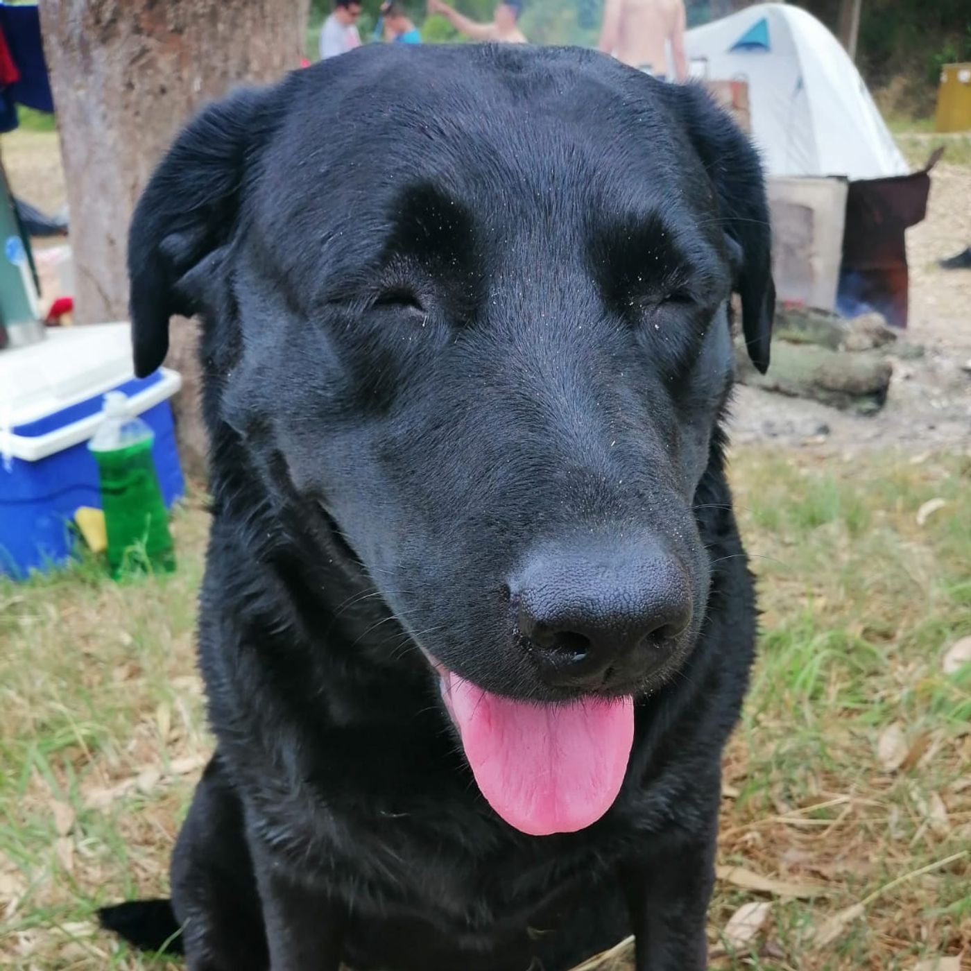 El podcast de Vikingo Bro