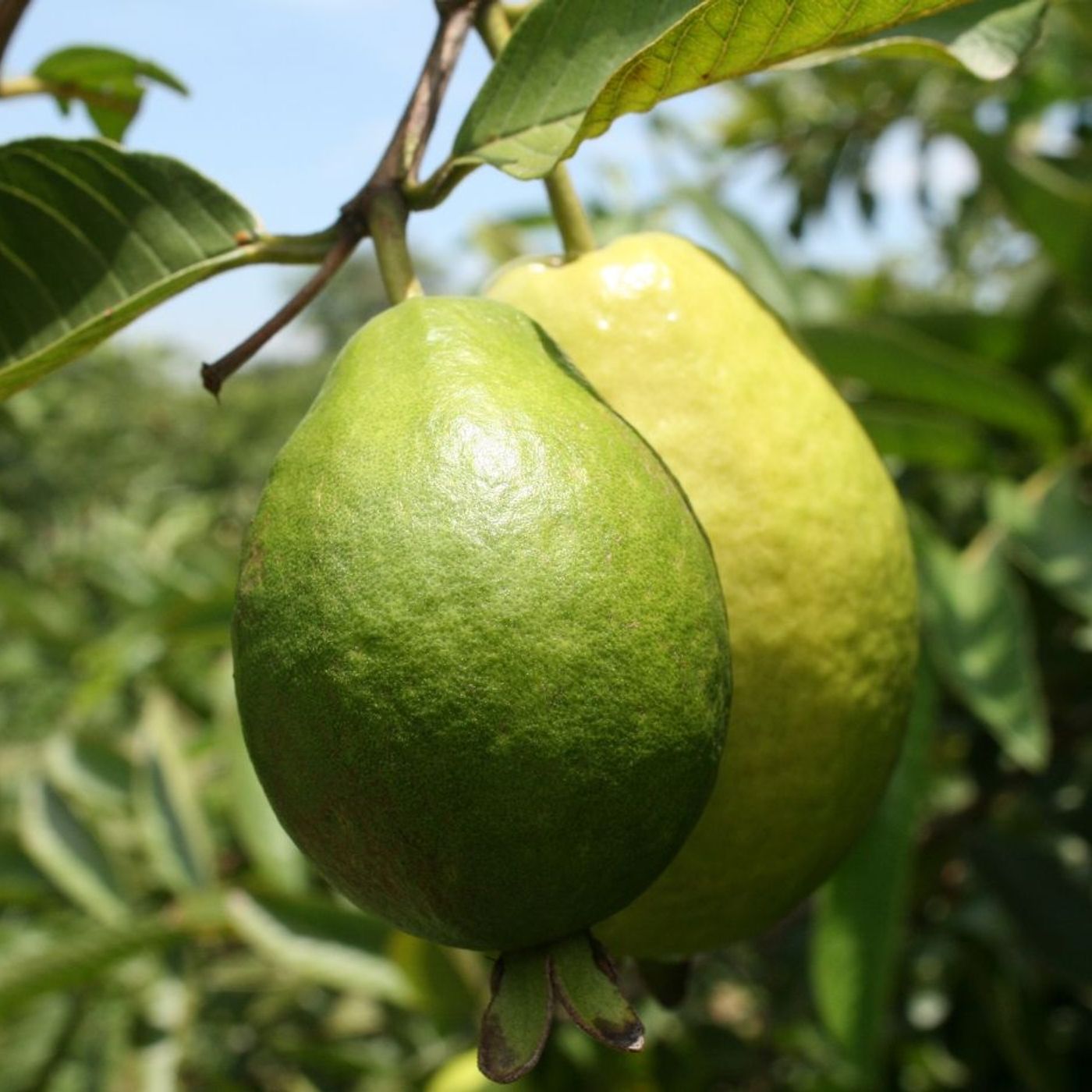 Oferta tecnológica AGROSAVIA