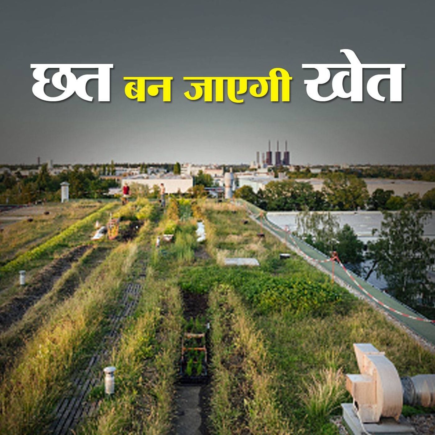 घर की छत या बालकनी में खेती कर उगाएं ताज़े फल और सब्ज़ियां episode artwork
