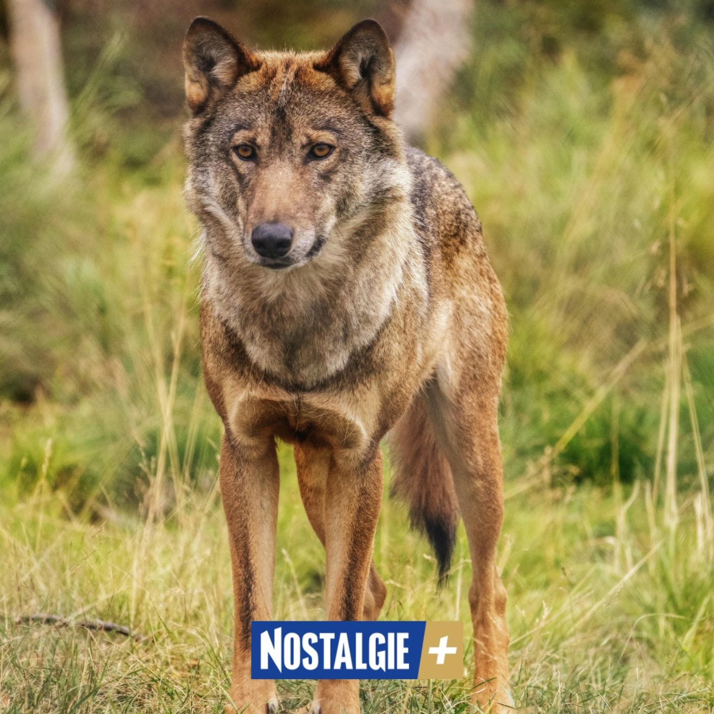 Connexion Nature – Le retour du loup en Belgique : cohabiter avec le sauvage (2e partie) episode artwork