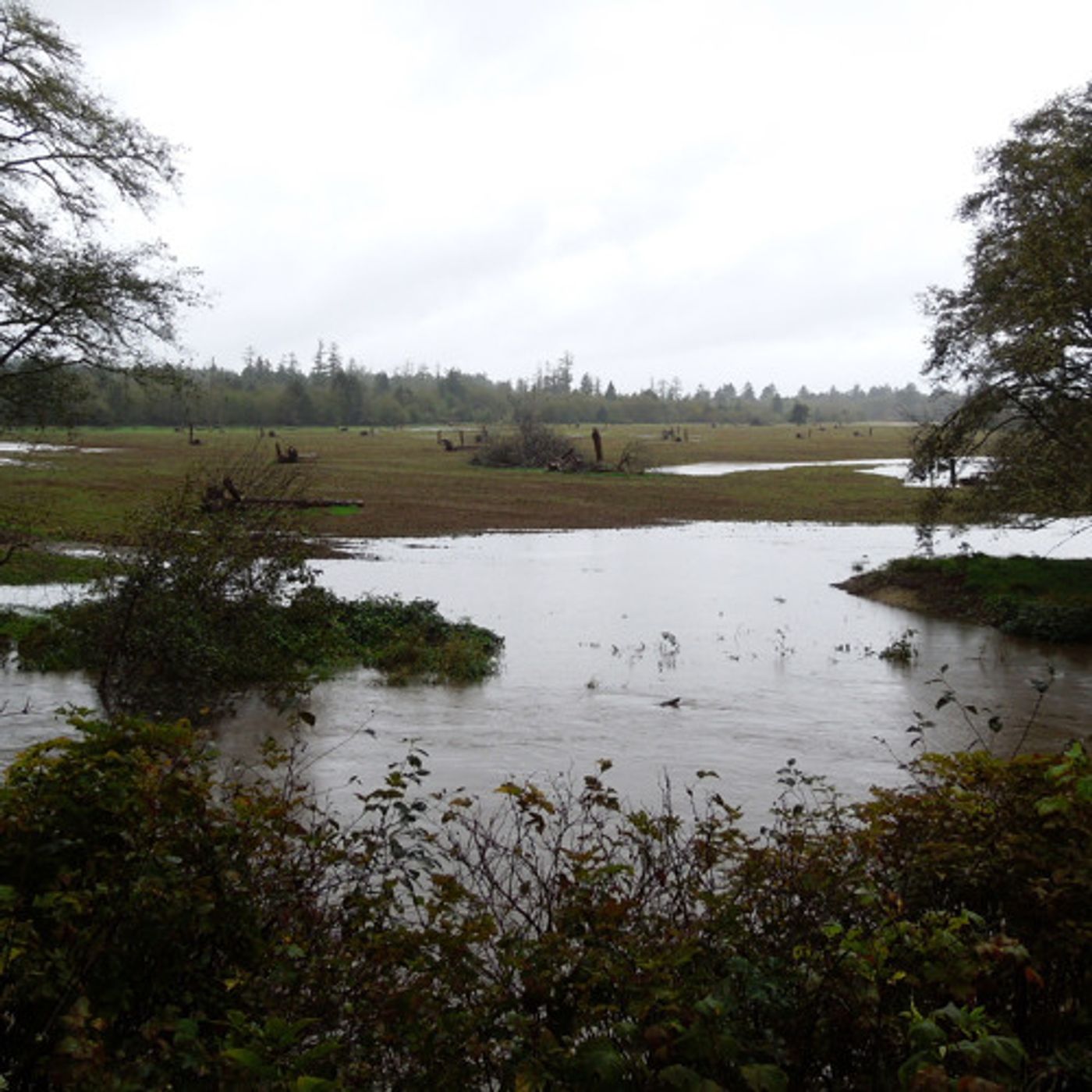 The Wetland That Saved Highway 101 From Flooding episode artwork