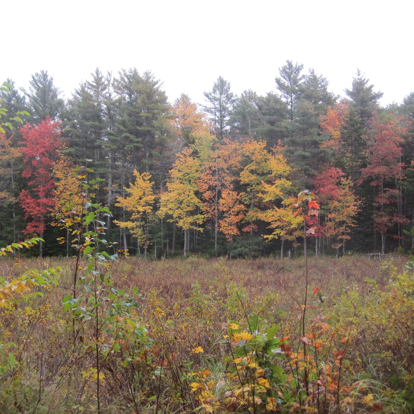 11/29/18: MOFGA, MNRC, and ME (Shadis Rd, Edgecomb, ME)