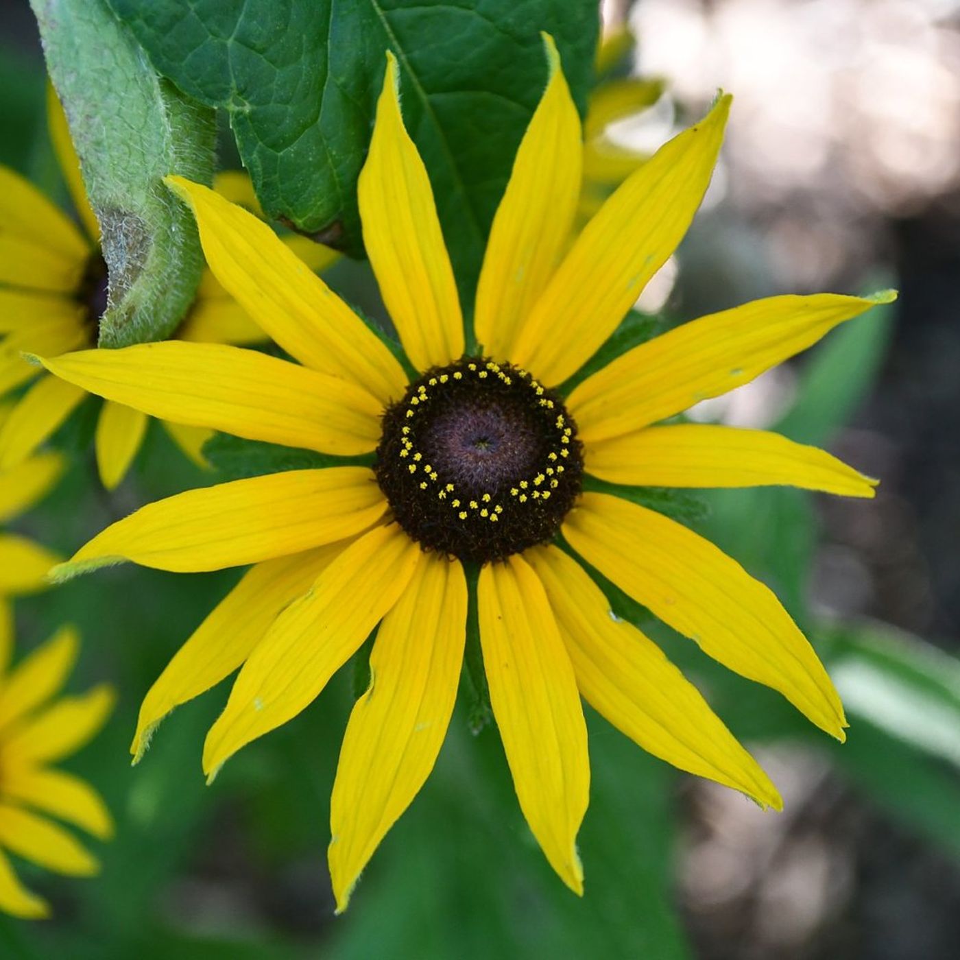 University of Illinois Extension programs focus on nature-based solutions for backyards, local outdoor spaces episode artwork
