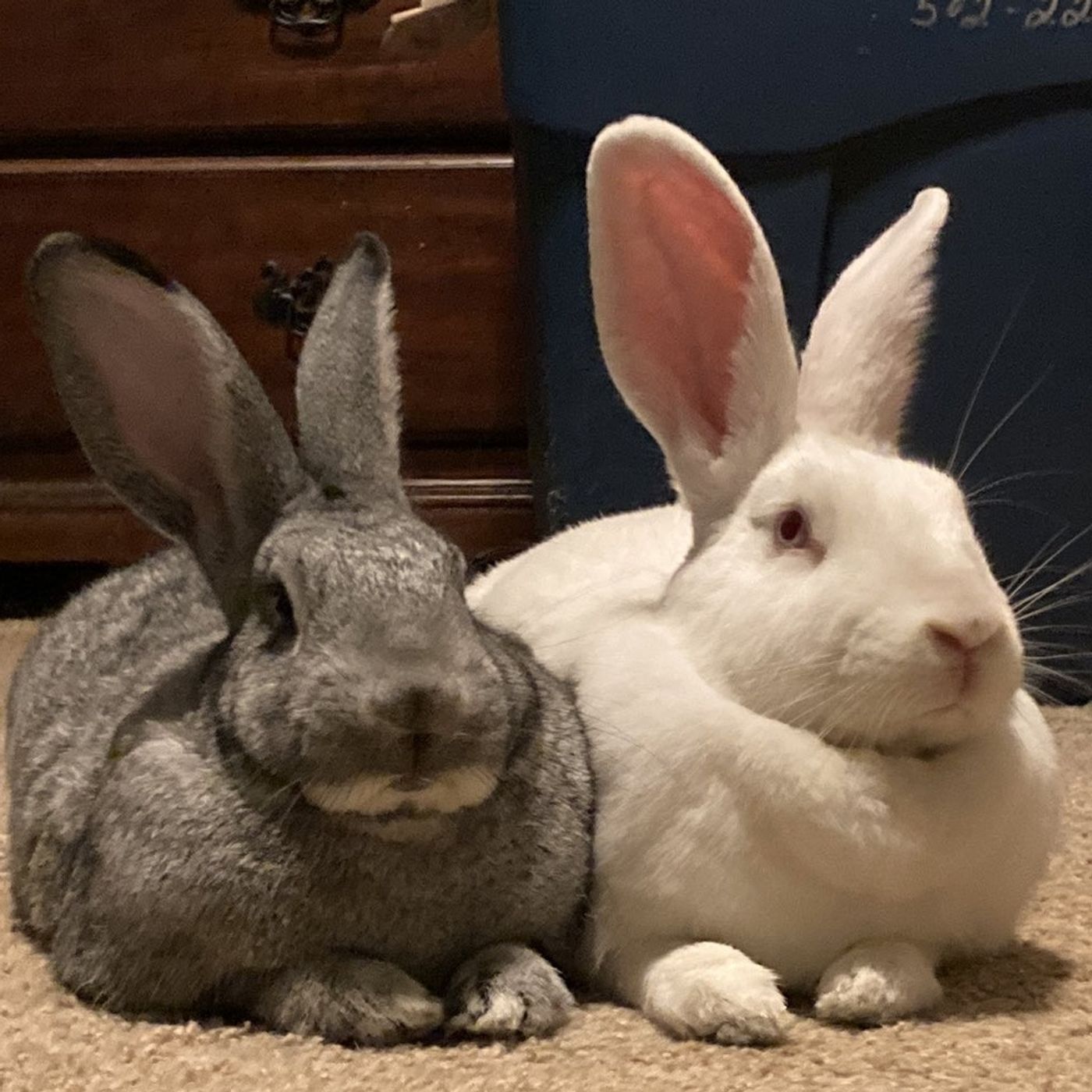 Easter Pets:  Good?  Yes, but do your homework episode artwork