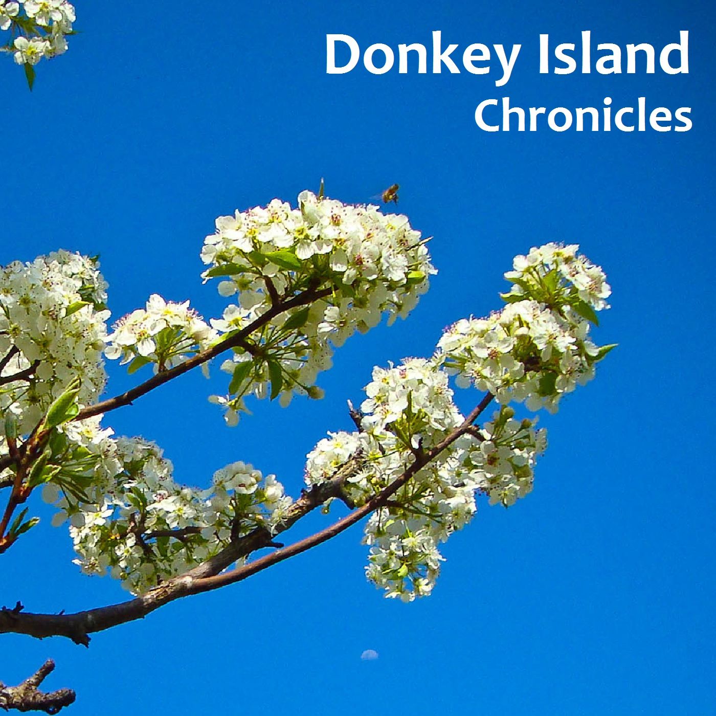 Donkey Island Chronicles