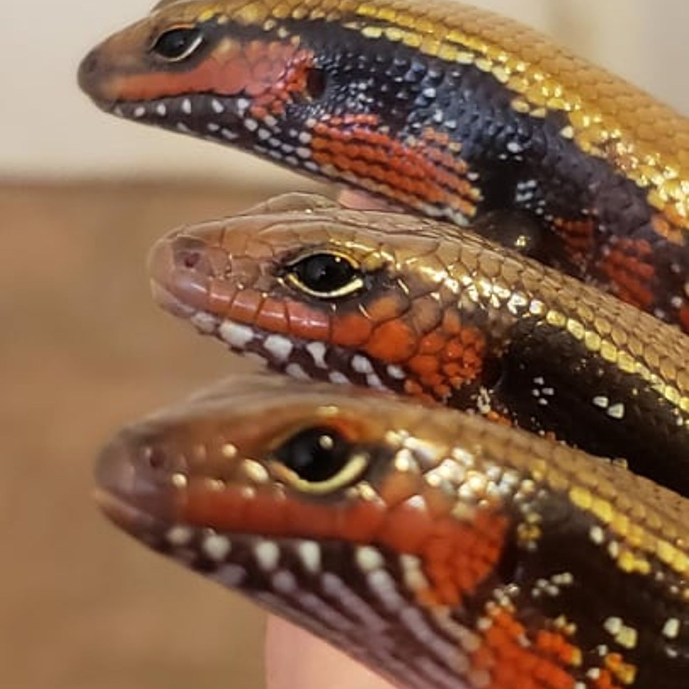 Lizard Brain Radio