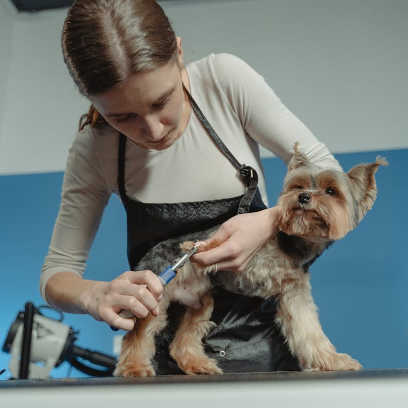 The Ultimate Guide to Goldendoodle Grooming episode artwork