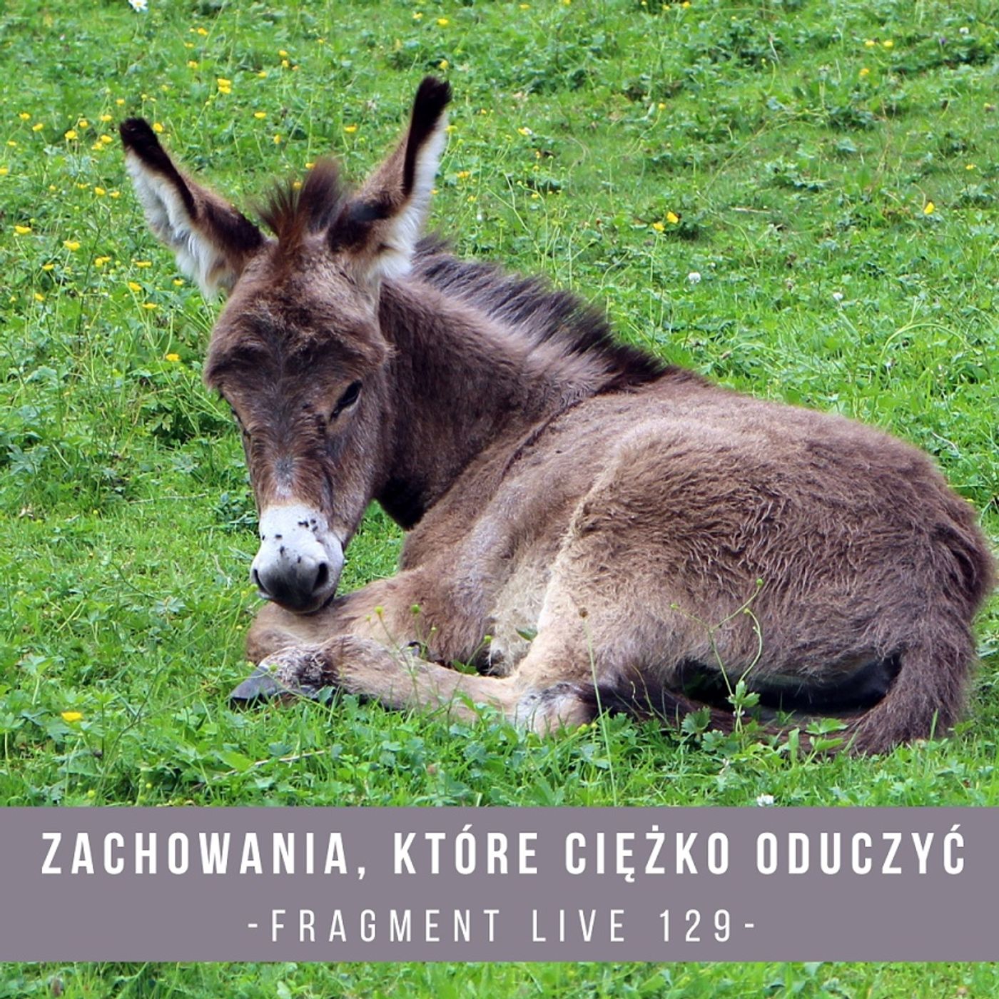 Zachowania, które ciężko oduczyć - fragment live 129 episode artwork
