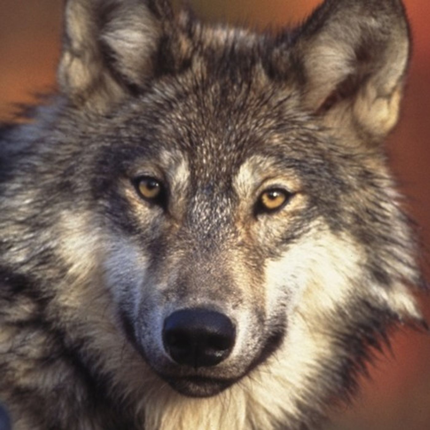 Wolf Kills Create Blowback For State, Conservation Group episode artwork