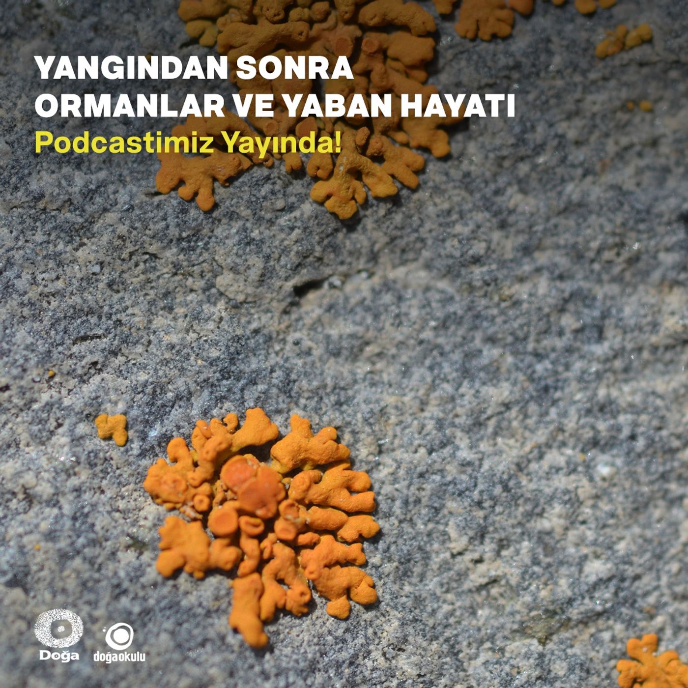 Yangından Sonra Ormanlar ve Yaban Hayatı (2.Bölüm) episode artwork