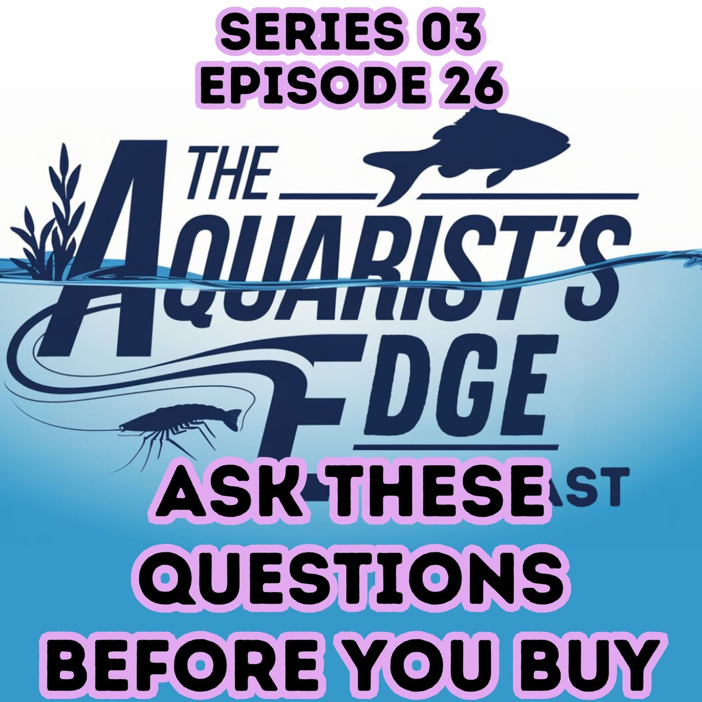 The Most Important Questions To Ask Before Choosing An Aquarium Fish