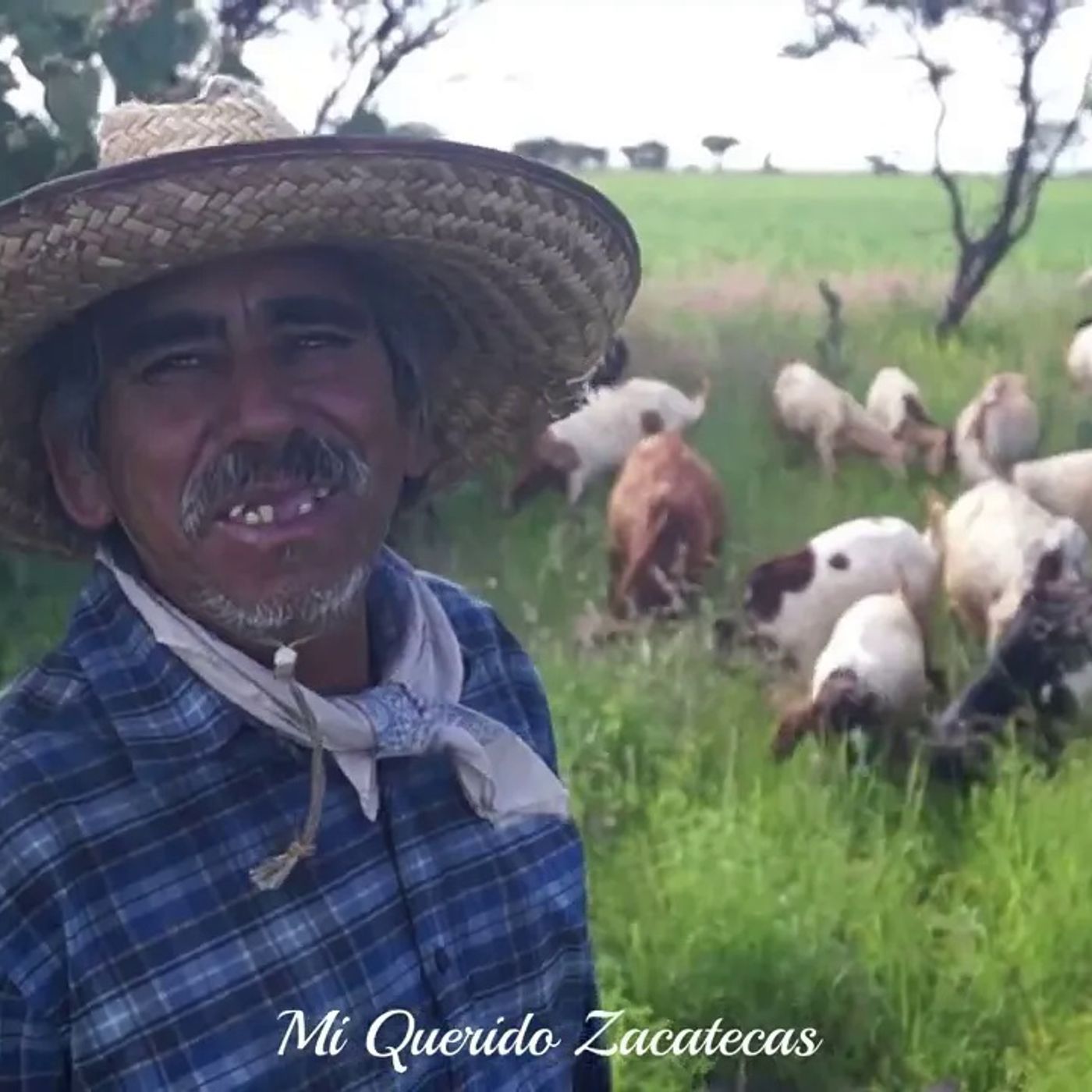 _CUIDANDO CHIVAS Y BORREGAS_