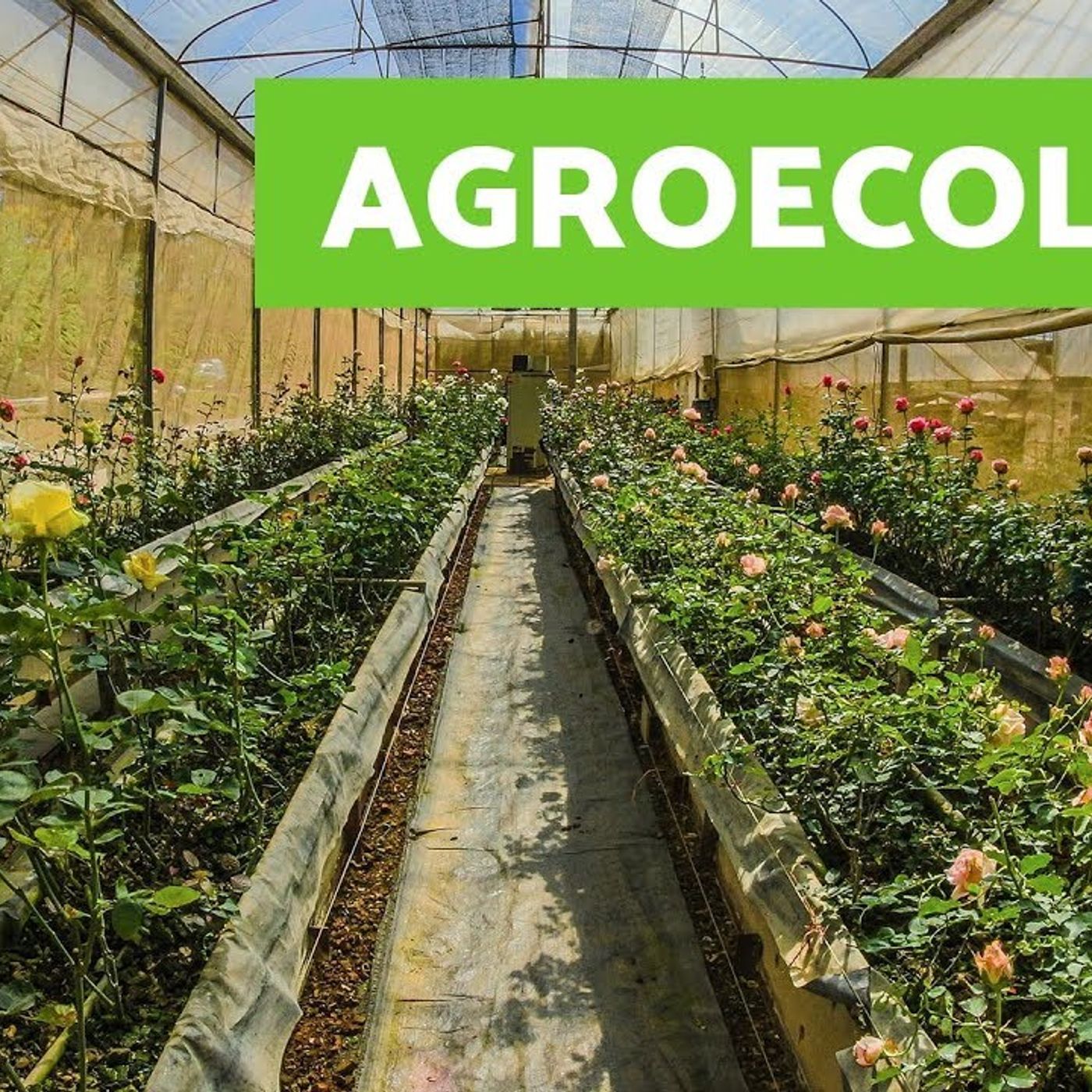Agroecología ing sistemas equipo4 podcast artwork