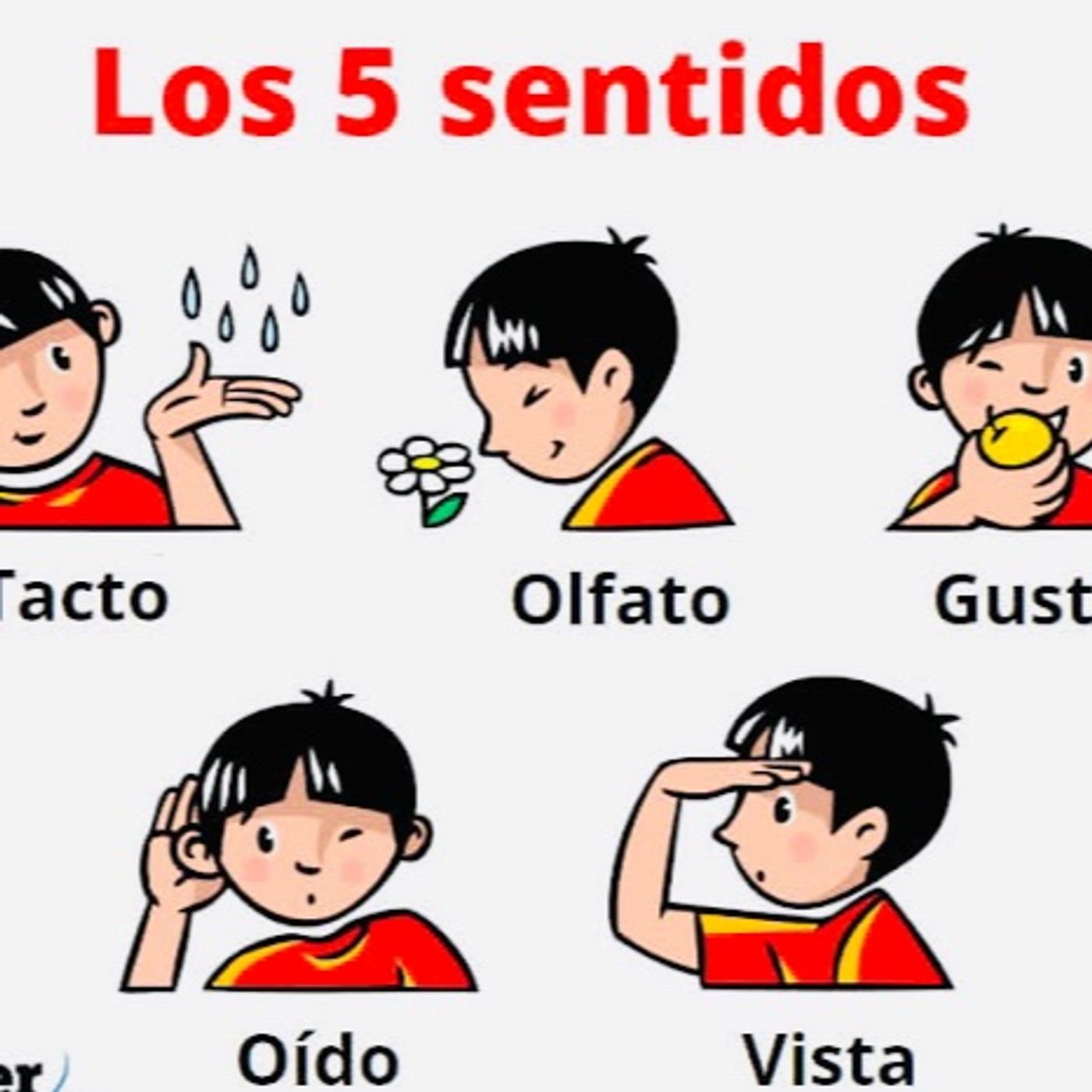 Aprendamos los CINCO SENTIDOS