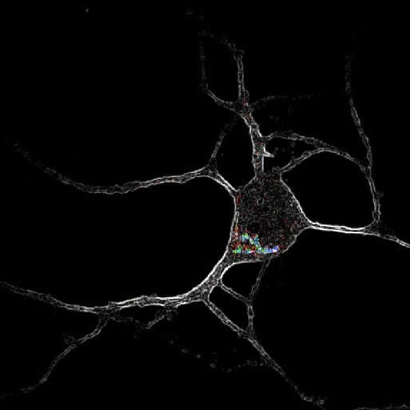 Receptor Location Matters for Psychedelic Drug Effects [W[R]C]