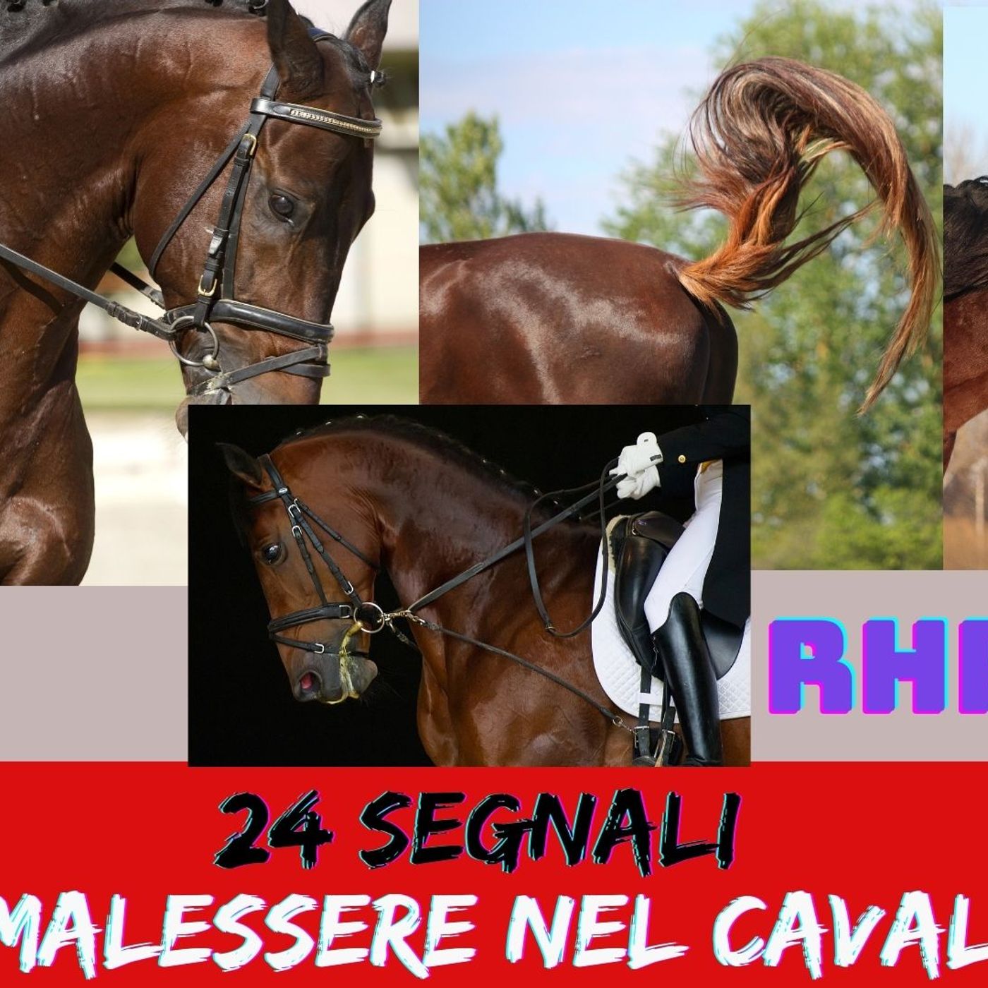 # 137 - I 24 Segnali del malessere del cavallo - L'indice RHpE episode artwork