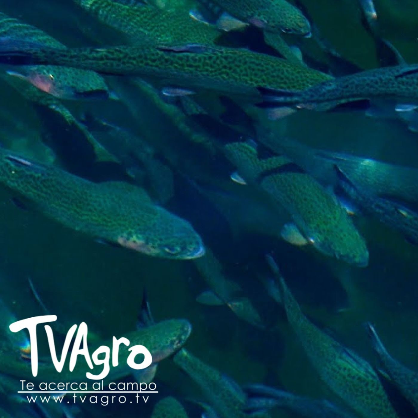 TV AGRO