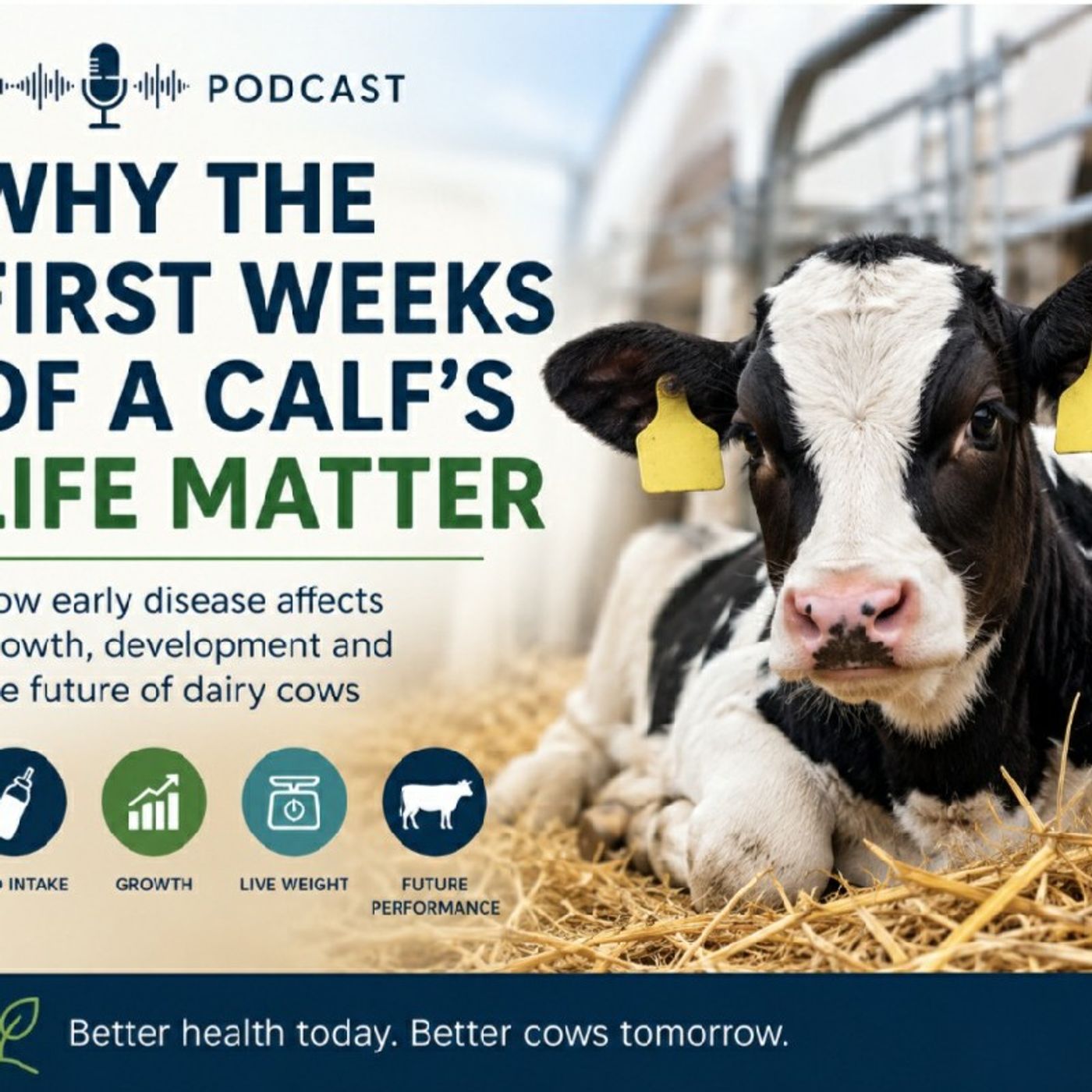 Why do the first few weeks of a calf's life matter? episode artwork