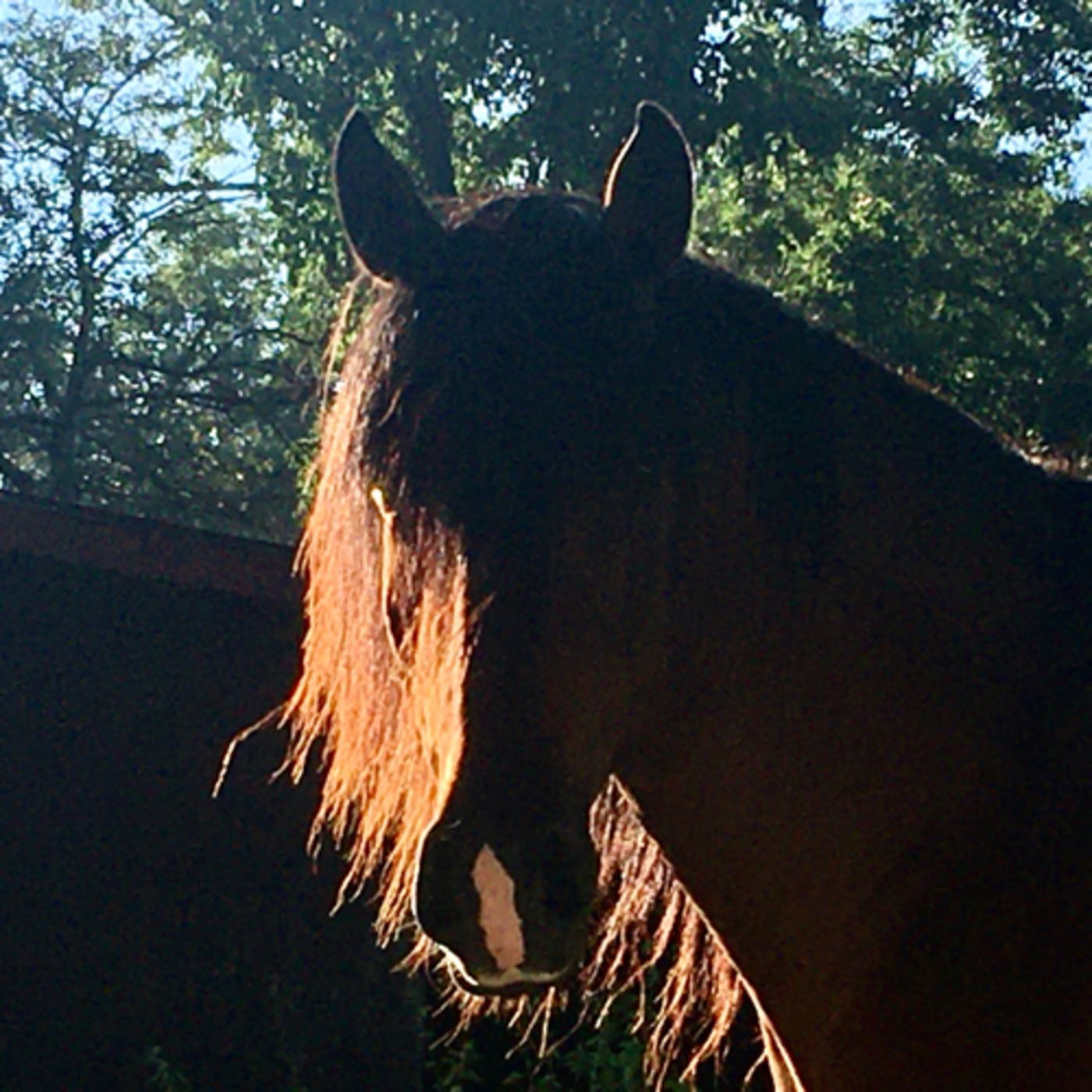 Improving your relationship with your horse: Soul of Horsemanship exercises part 1