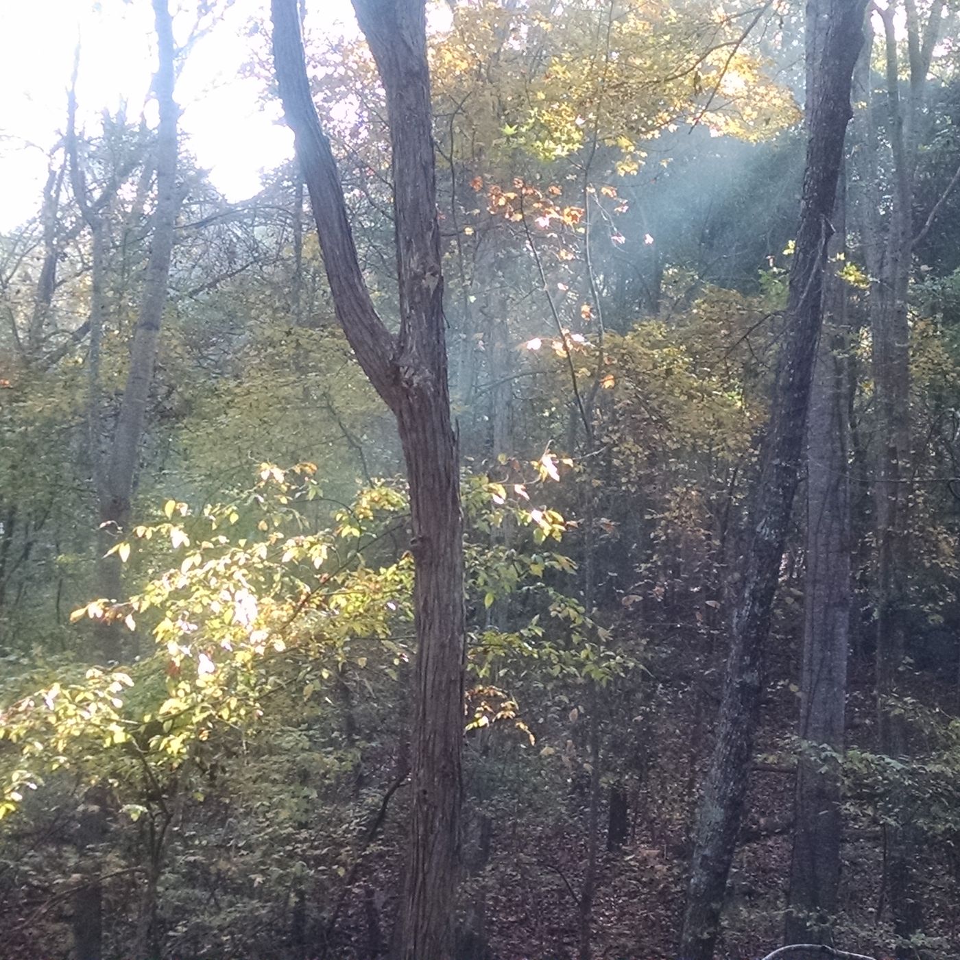 The Lyrics From Billys Forest Chapter 76